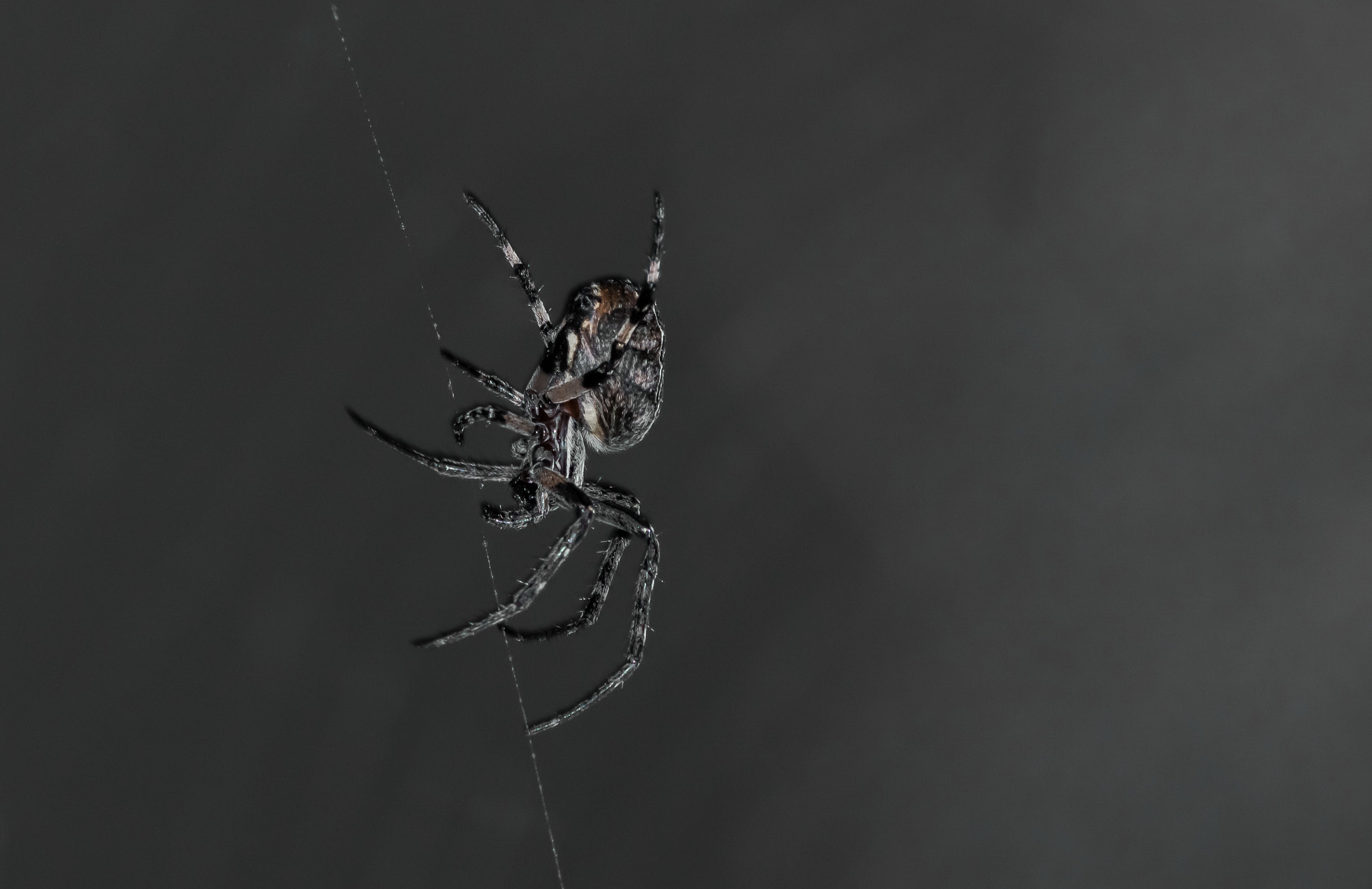 Canon EOS 700D (EOS Rebel T5i / EOS Kiss X7i) + Canon EF 300mm F4L IS USM sample photo. Spider photography