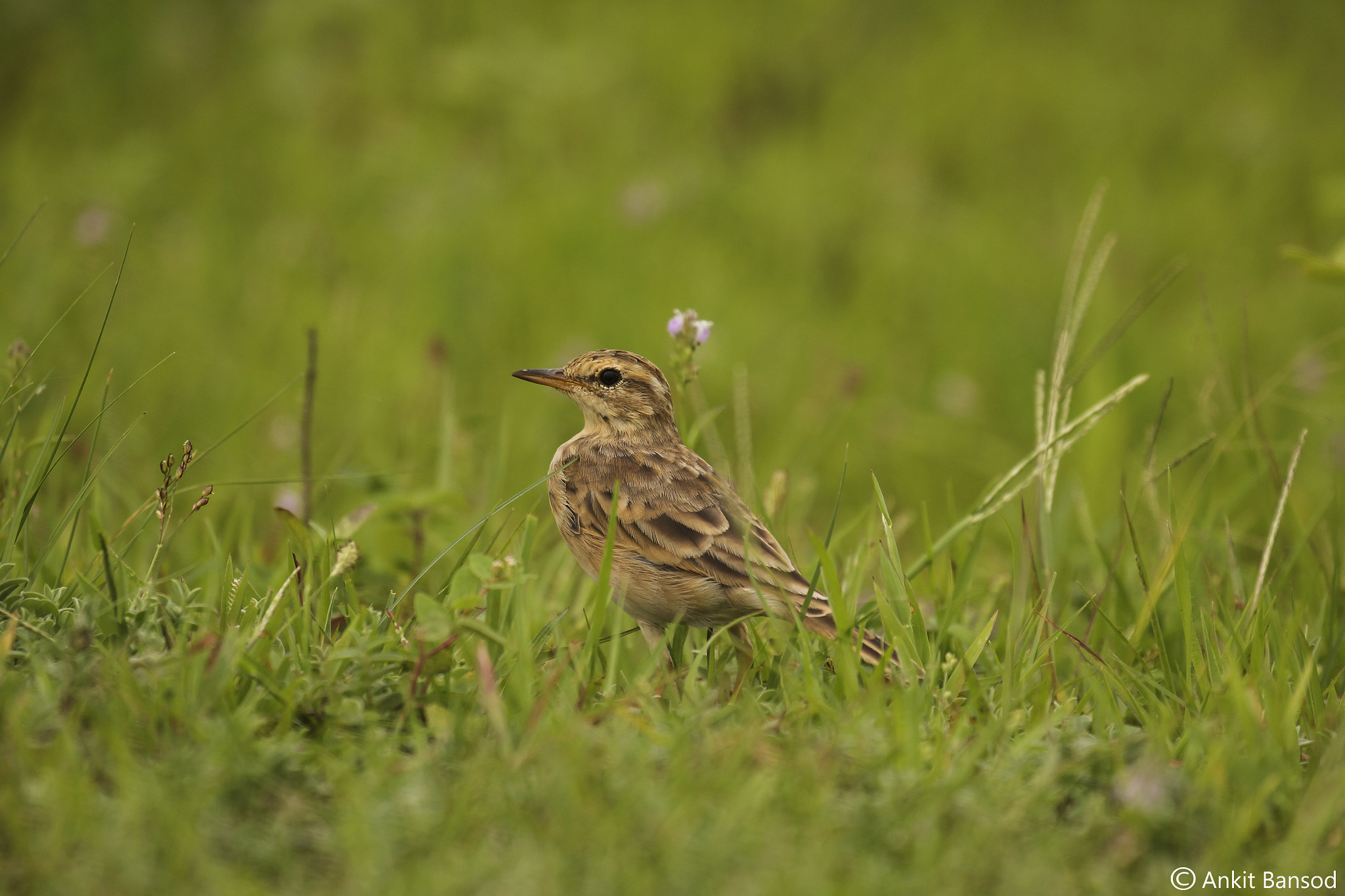 Canon EOS 60D + Canon EF 100-400mm F4.5-5.6L IS II USM sample photo. Paddyfield pipit photography