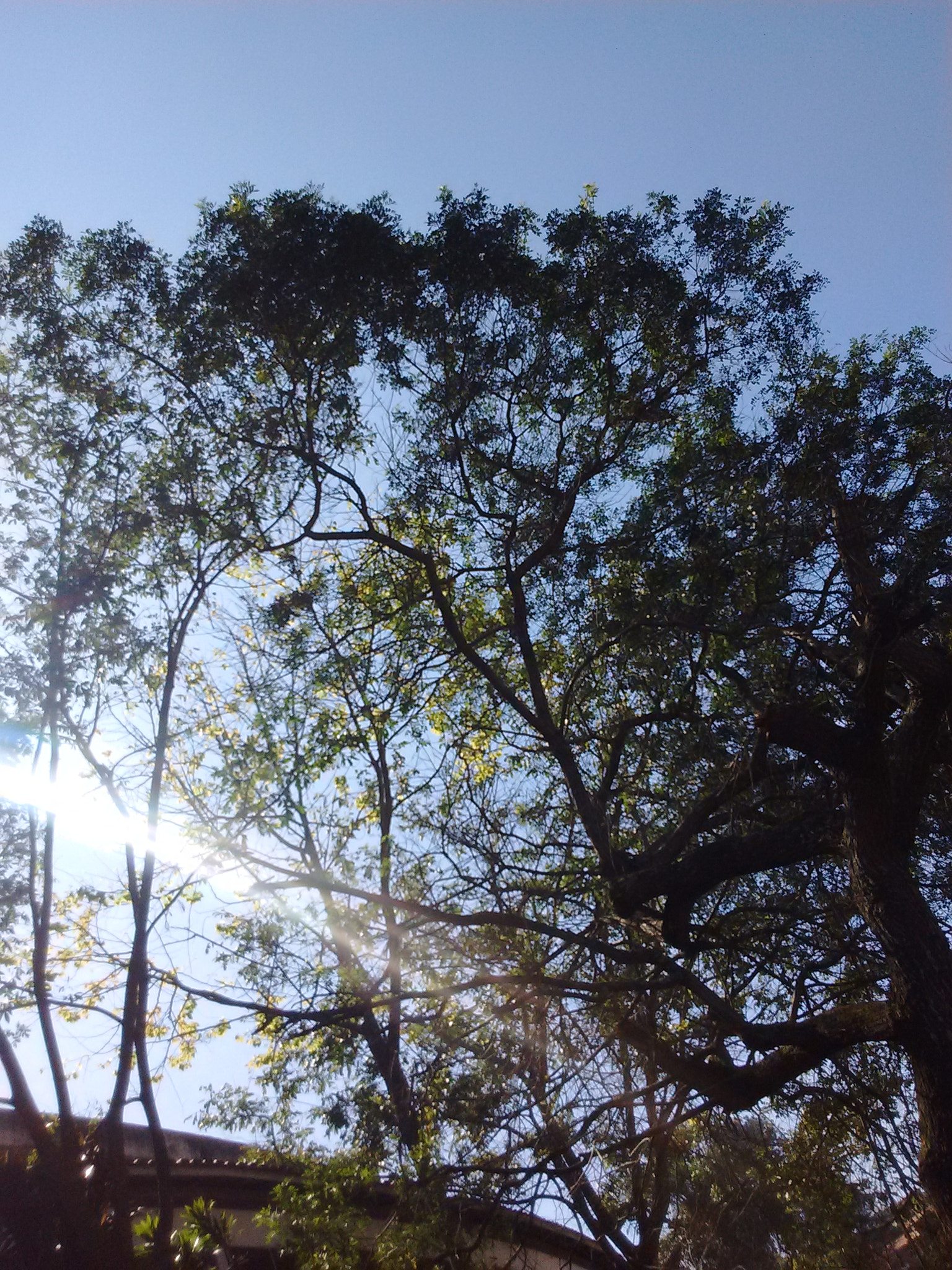 Motorola MotoE2 sample photo. The nature photography
