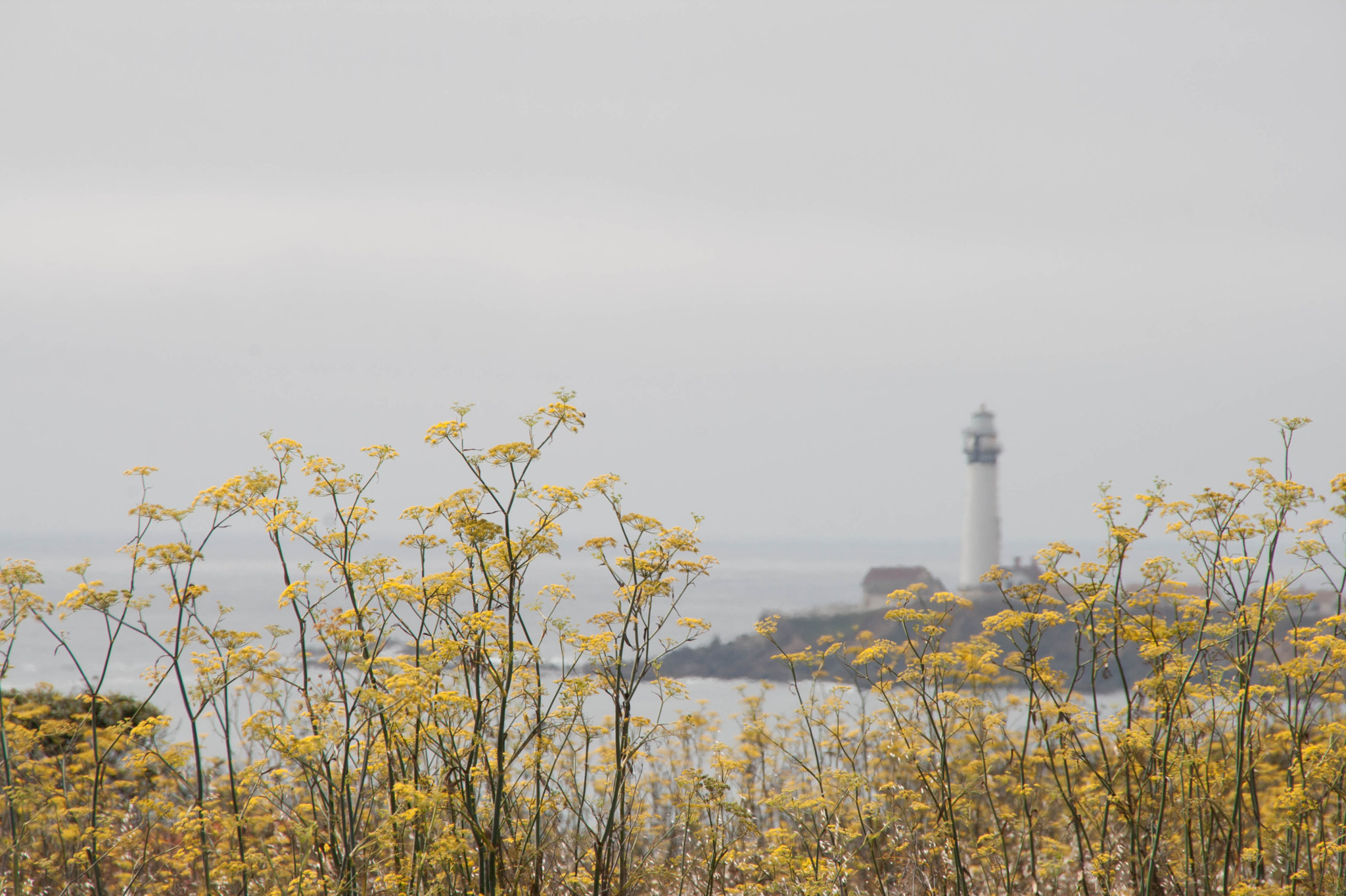 Sigma 18-250mm F3.5-6.3 DC OS HSM sample photo. Hidden in the scrub photography