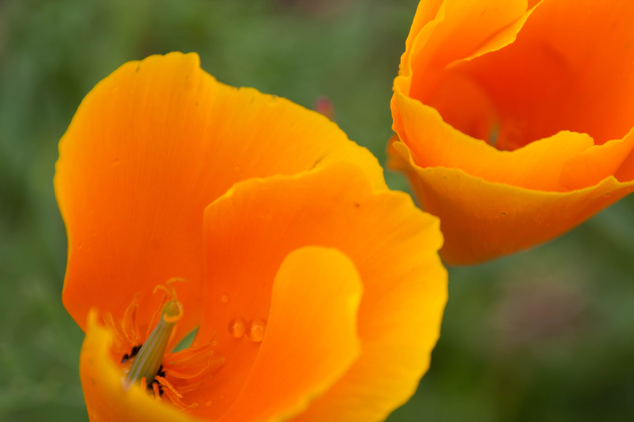 Sigma 18-250mm F3.5-6.3 DC OS HSM sample photo. California poppy photography