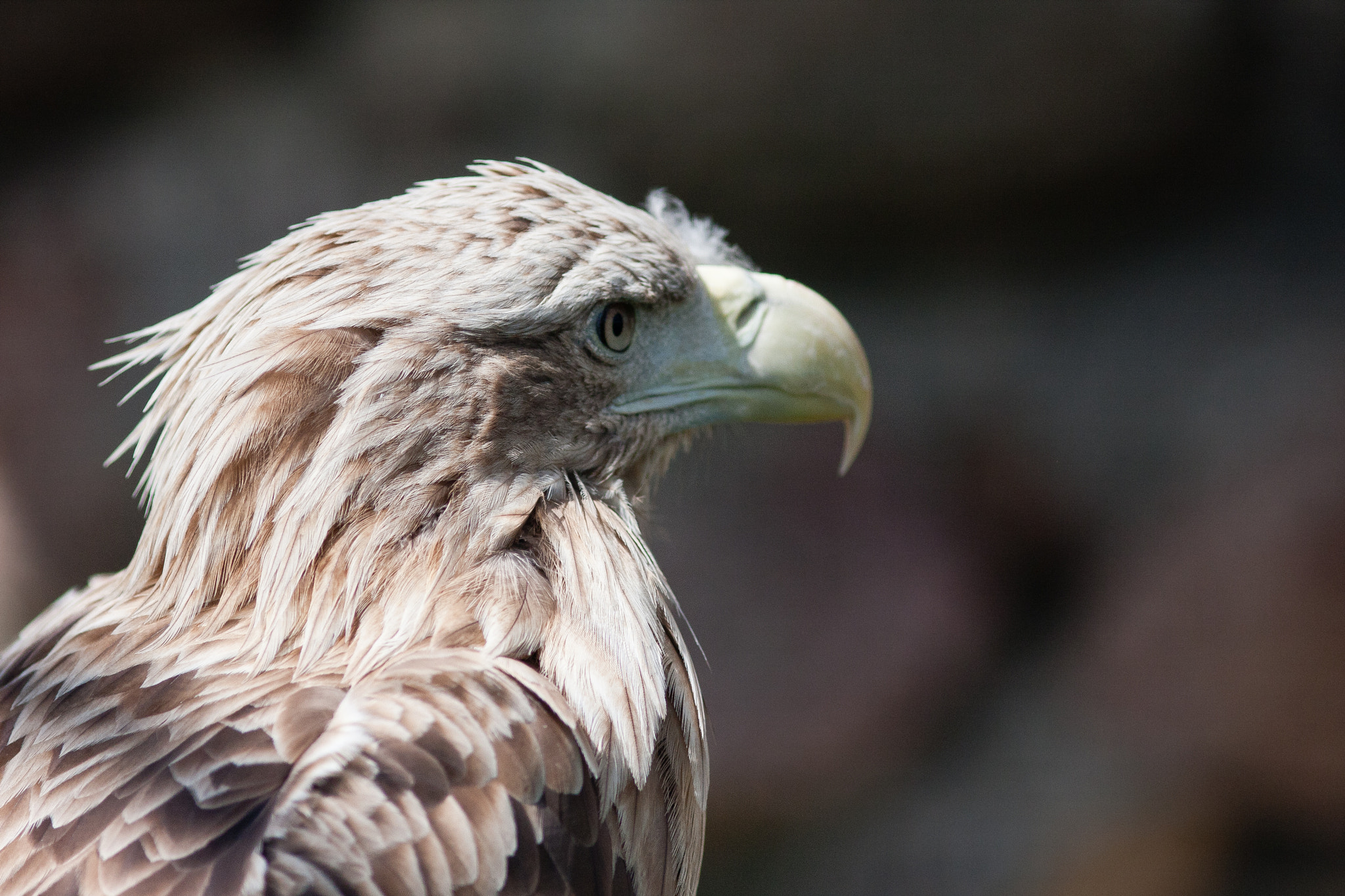Canon EF 200mm f/2.8L sample photo. (of ) photography