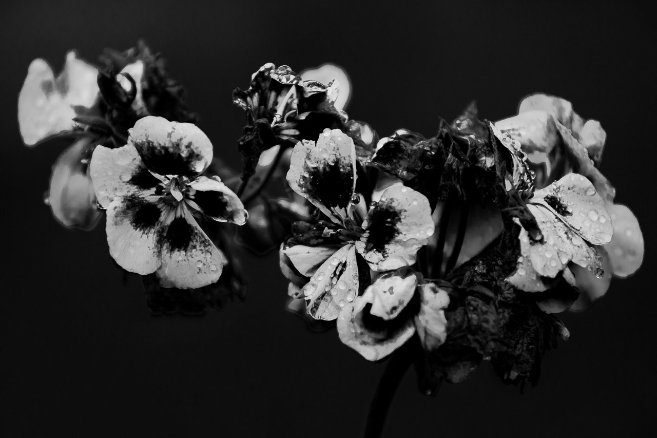 Canon EF 70-200mm F4L IS USM sample photo. End of bloom photography