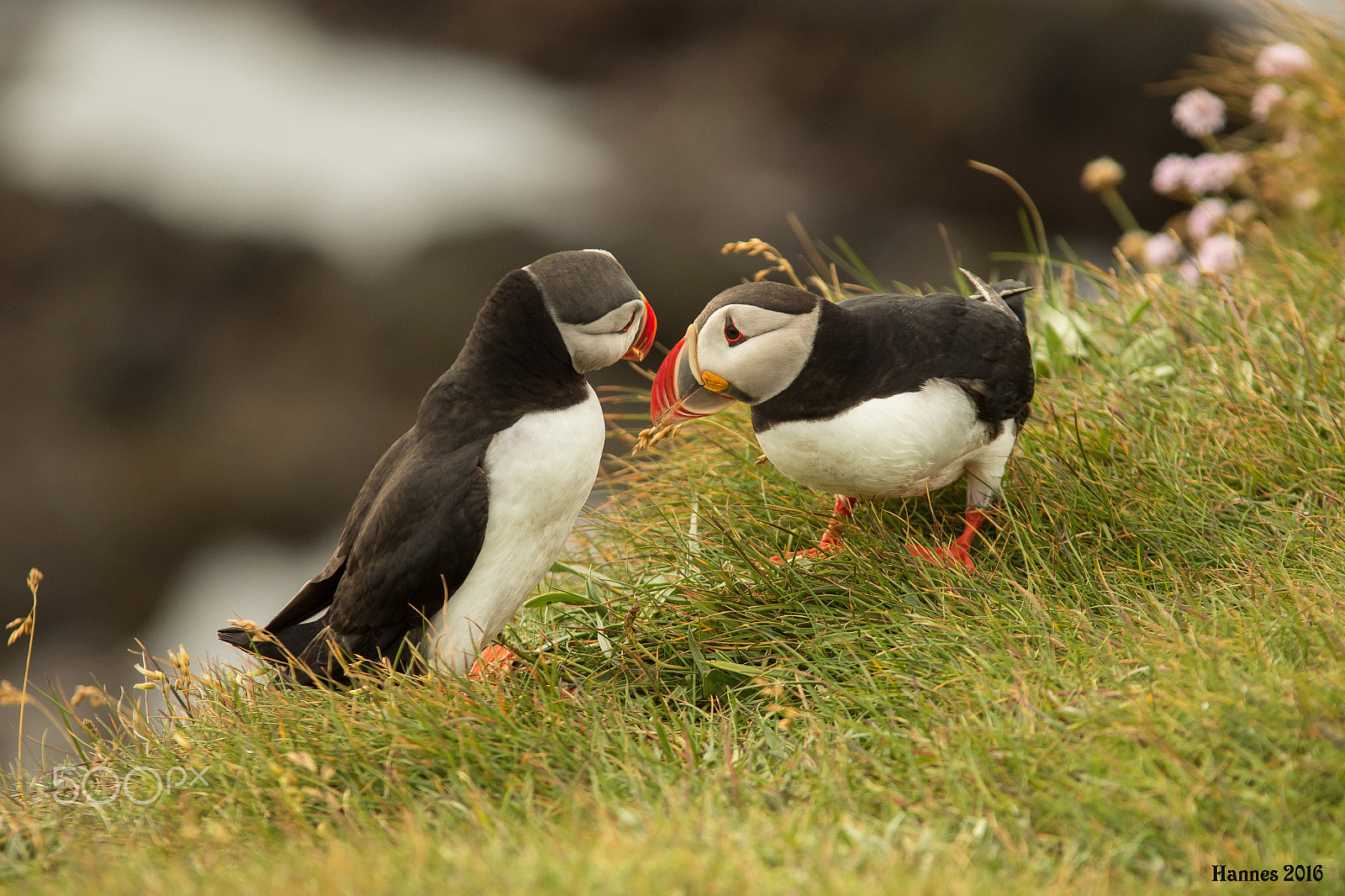 Canon EOS 7D Mark II + Sigma 70-200mm F2.8 EX DG OS HSM sample photo. Puffin at látrabjarg in iceland photography