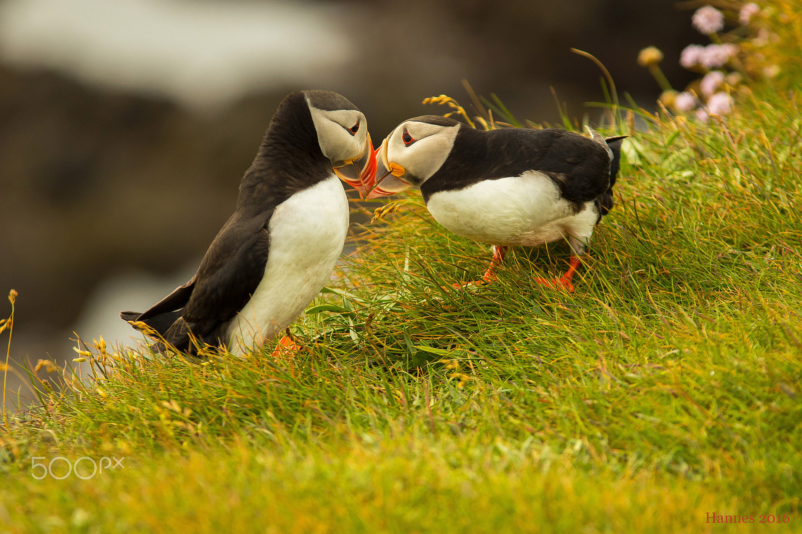 Sigma 70-200mm F2.8 EX DG OS HSM sample photo. Puffin at látrabjarg in iceland photography