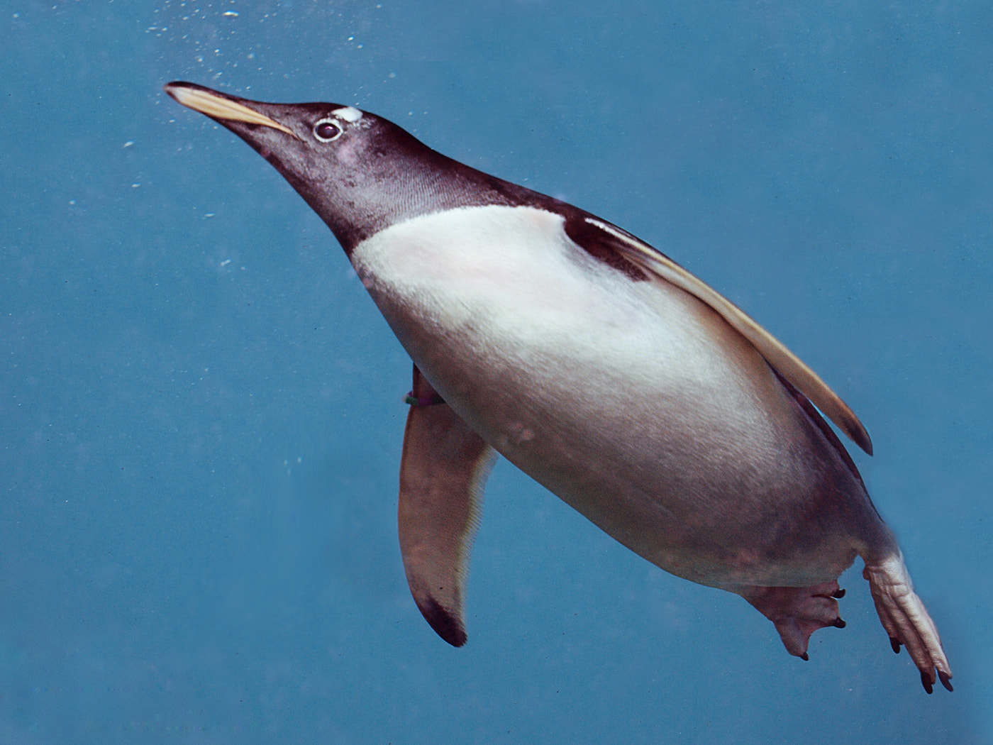 Olympus E-600 (EVOLT E-600) sample photo. Flying penguin photography