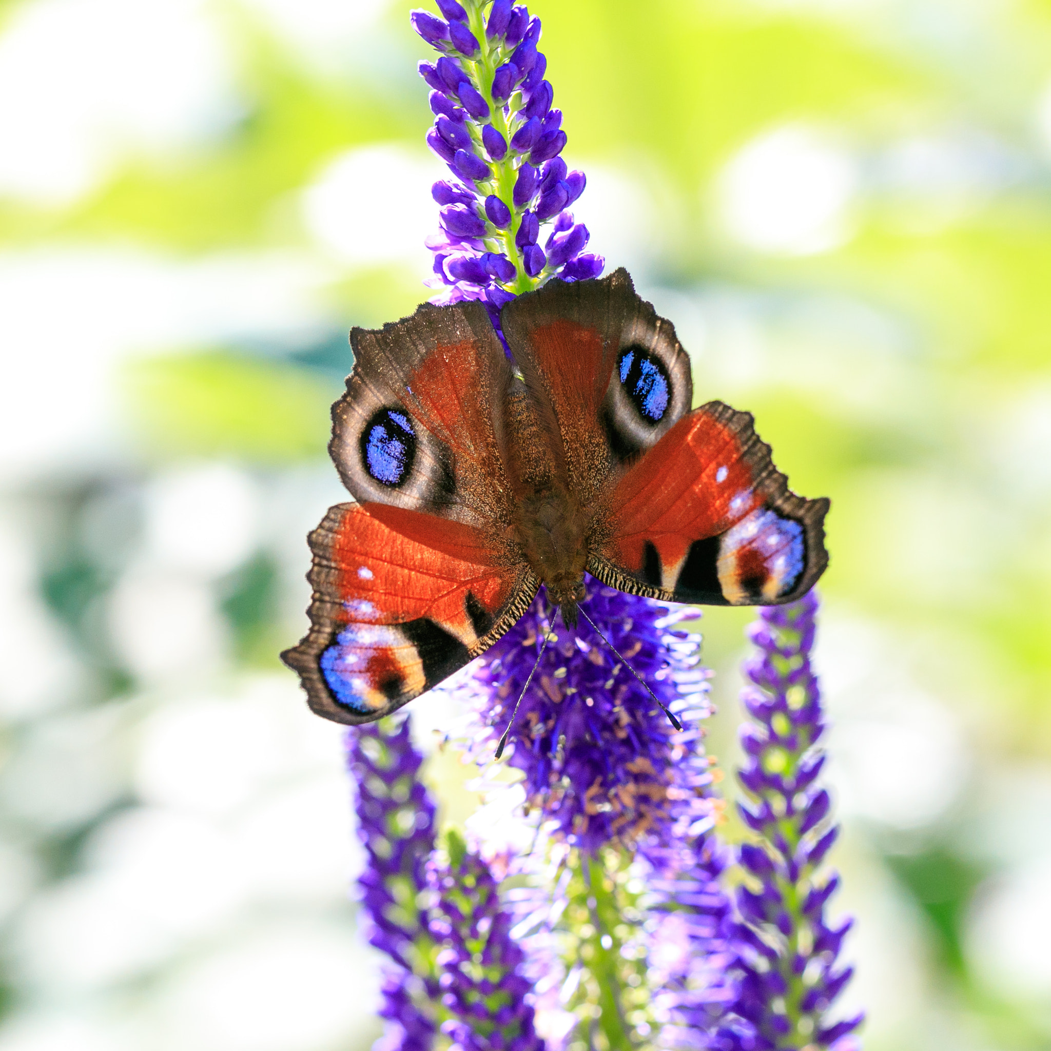 Canon EF 100mm F2.8L Macro IS USM sample photo. Peacock butterfly photography