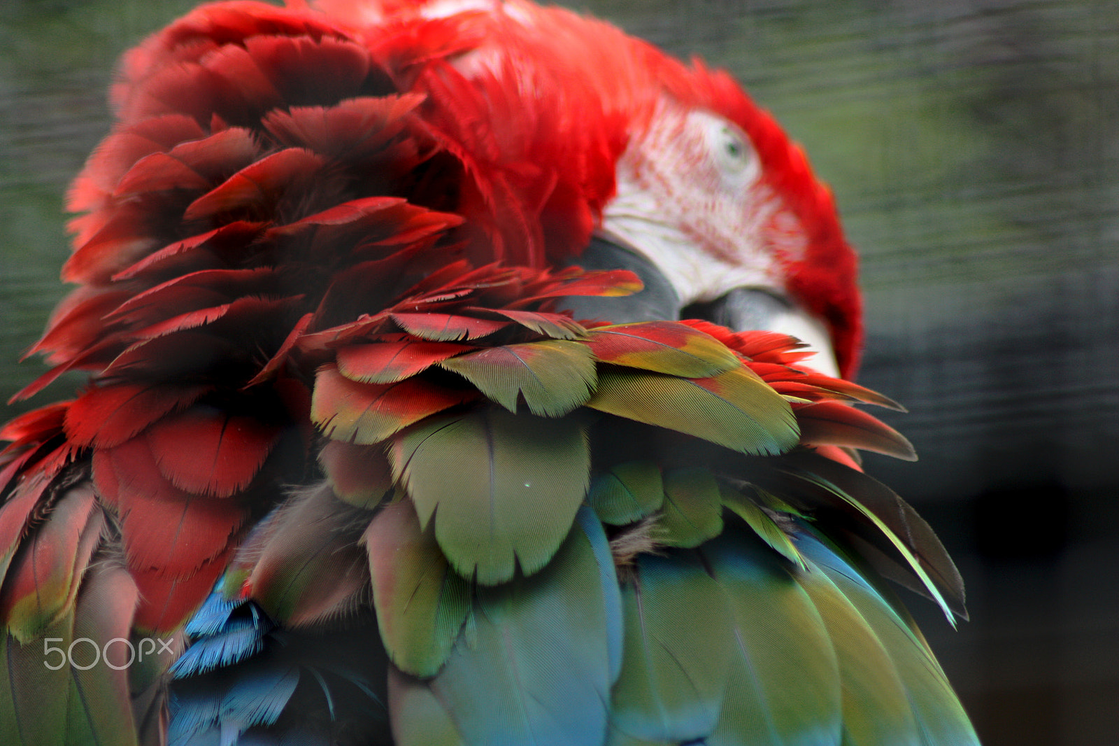 Canon EOS 450D (EOS Rebel XSi / EOS Kiss X2) sample photo. Colourful feathers. photography