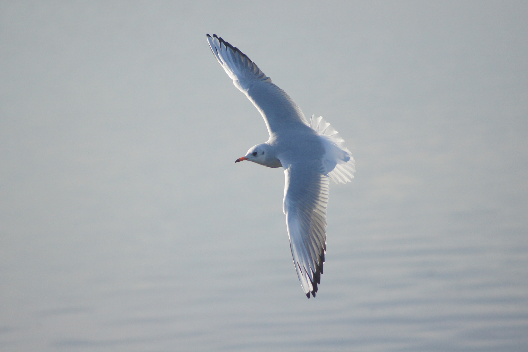 Sony Alpha DSLR-A500 + Minolta AF 70-210mm F3.5-4.5 sample photo. 1am sailing... photography