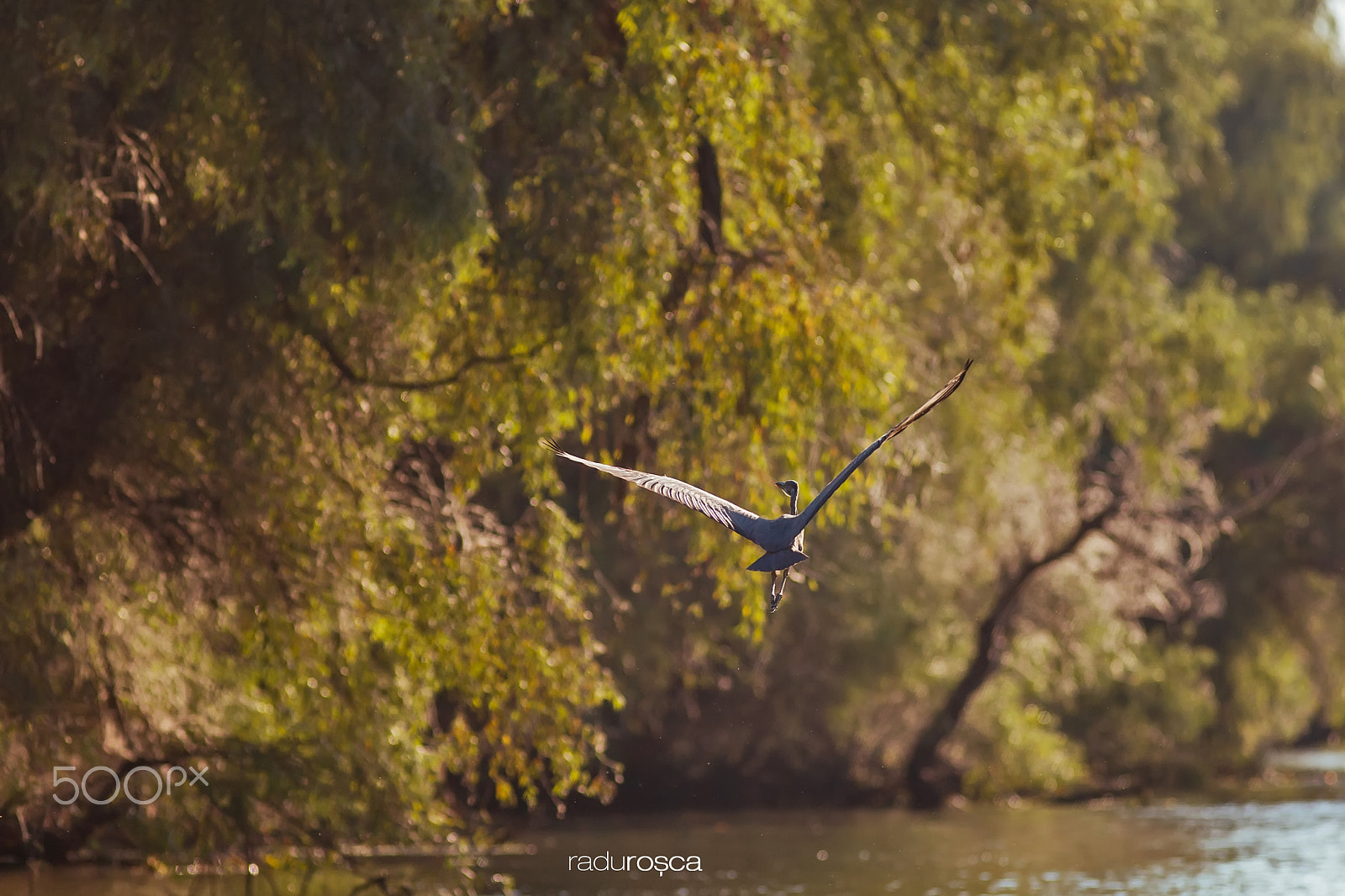 Canon EOS-1D Mark III + Canon EF 300mm f/4L sample photo. Purple heron flight photography