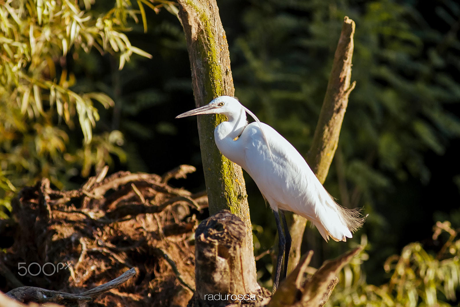 Canon EF 300mm f/4L sample photo. Small heron photography