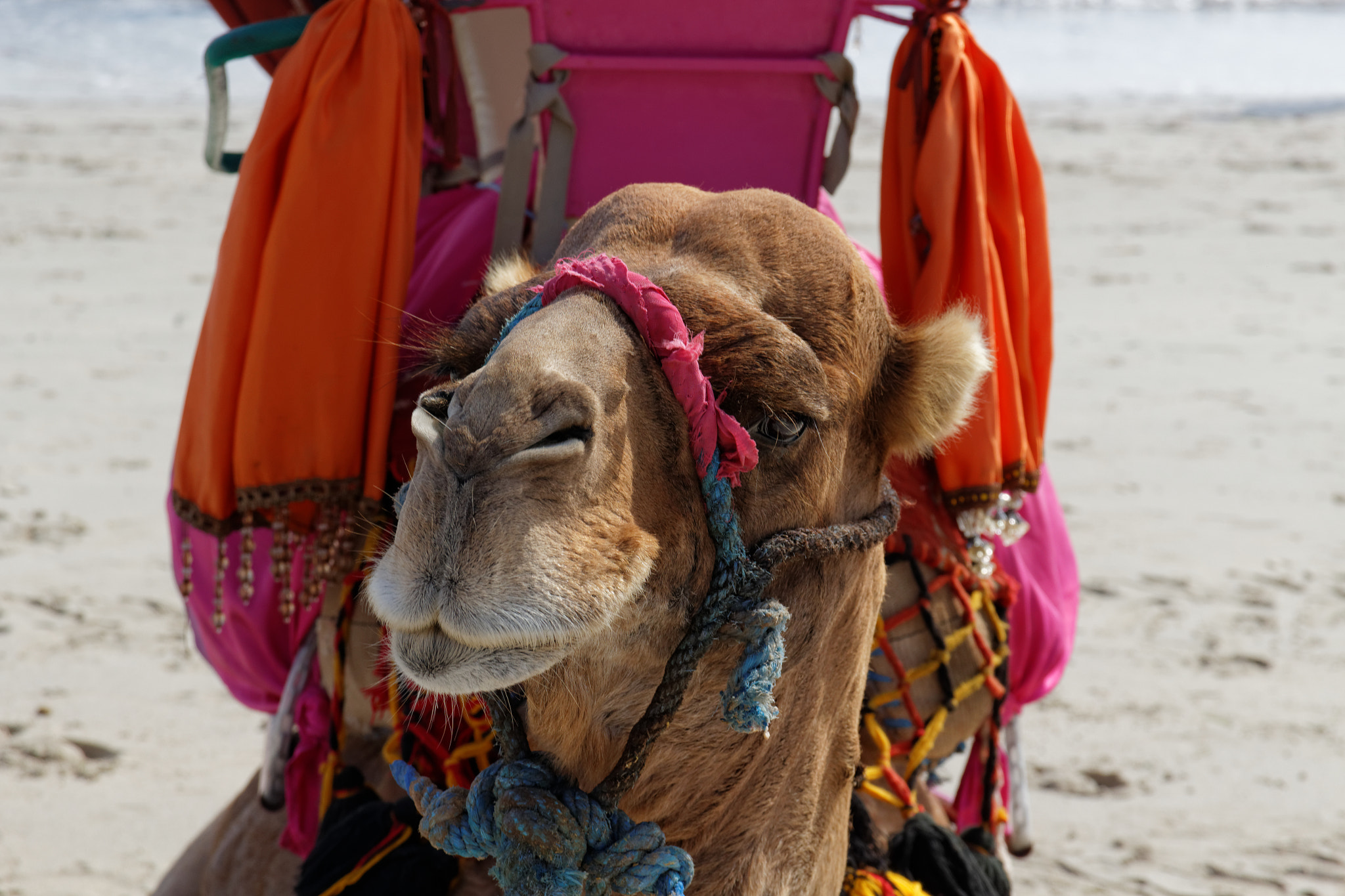 Canon EOS 100D (EOS Rebel SL1 / EOS Kiss X7) sample photo. Camel photography