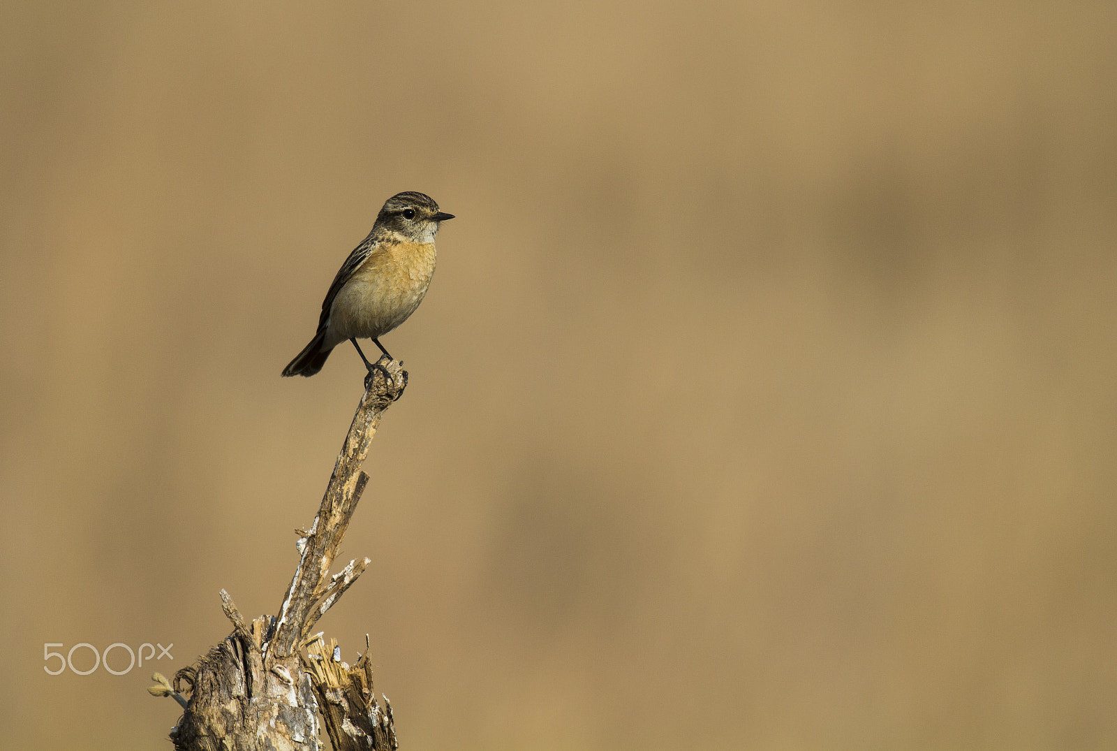 Canon EOS 60D + Canon EF 100-400mm F4.5-5.6L IS II USM sample photo. Common stonechat photography