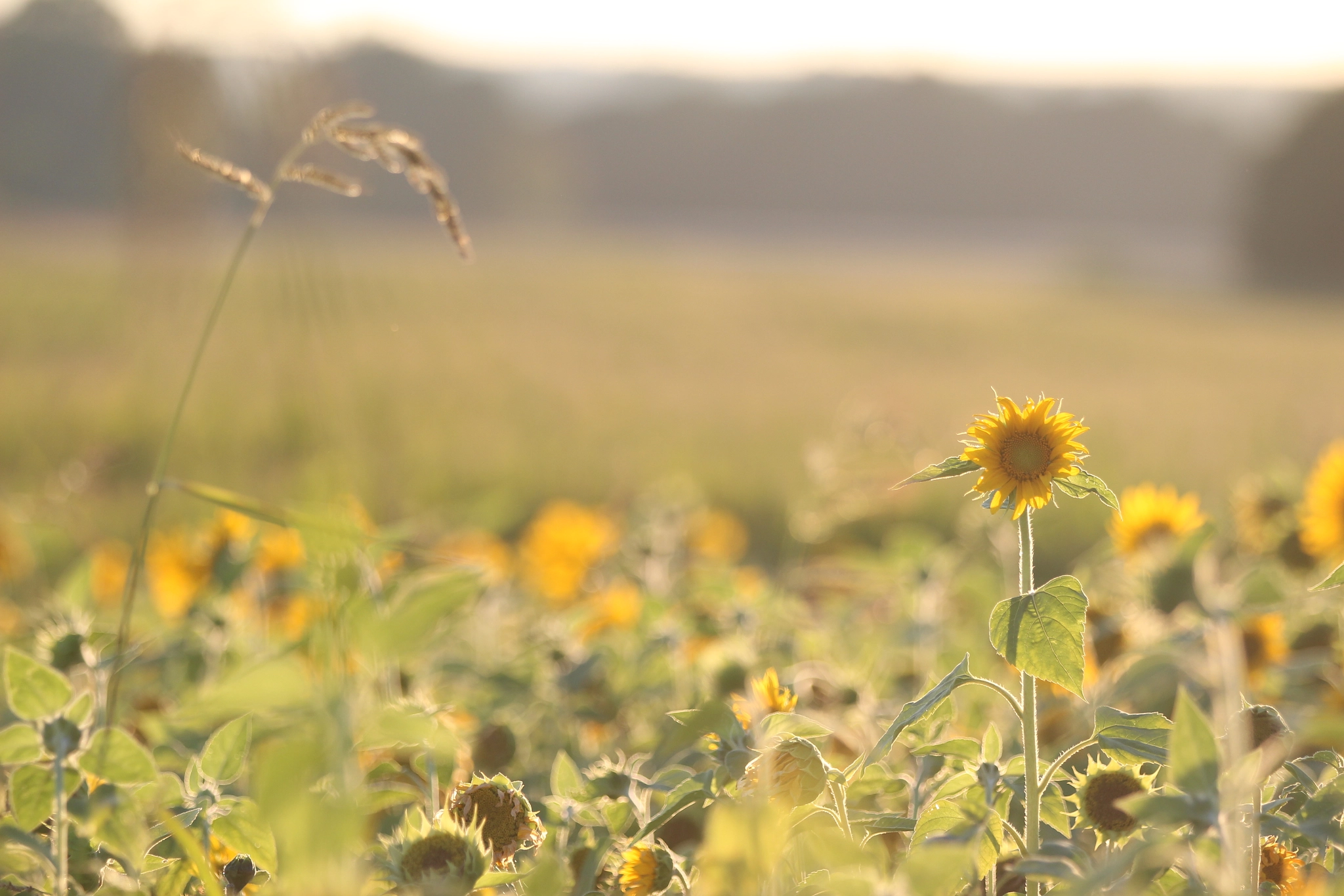 Canon EF 70-200mm F2.8L IS II USM sample photo. Sonnenblume  photography