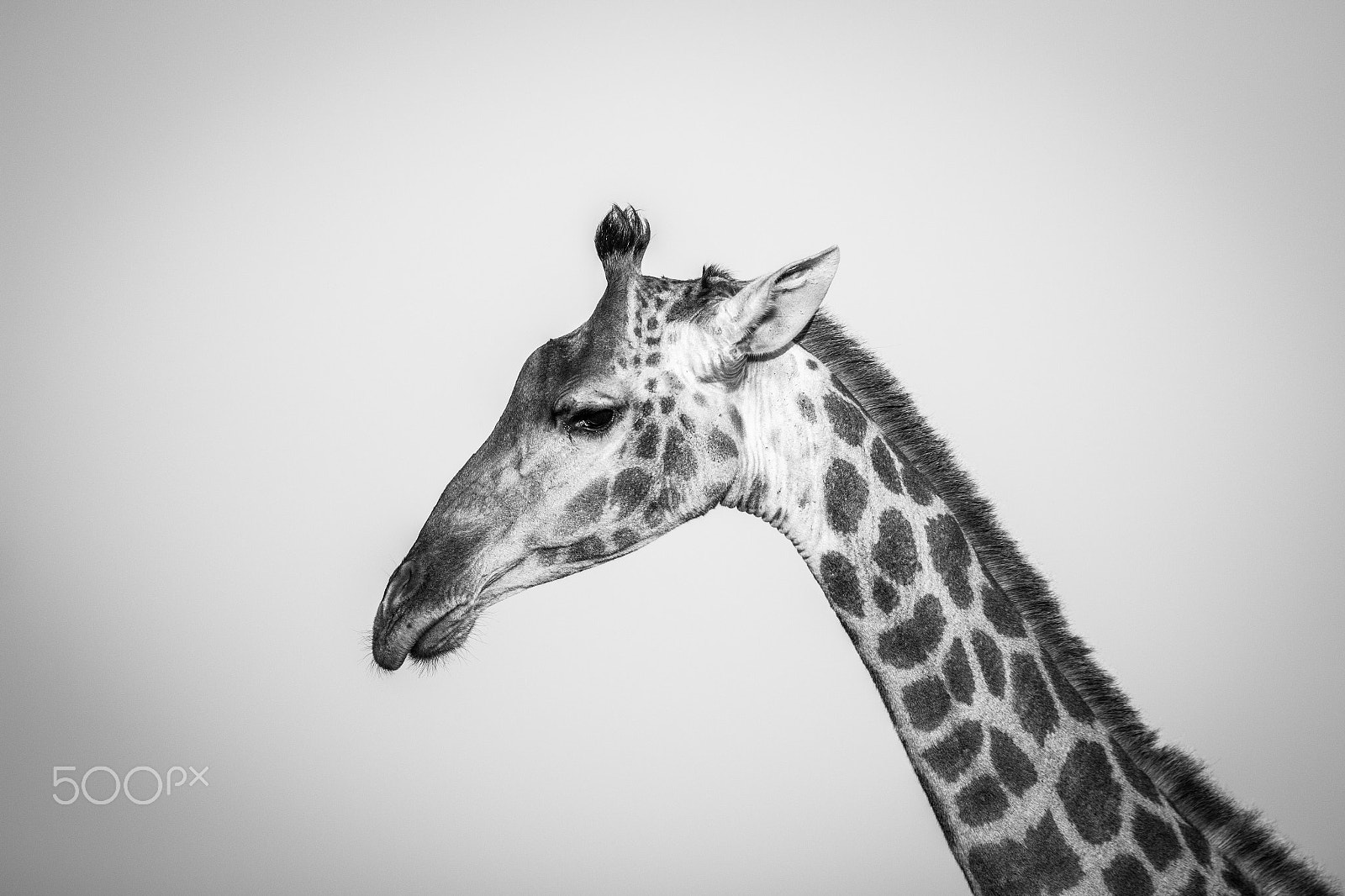 Canon EF 400mm F2.8L IS II USM sample photo. Giraffe portrait photography