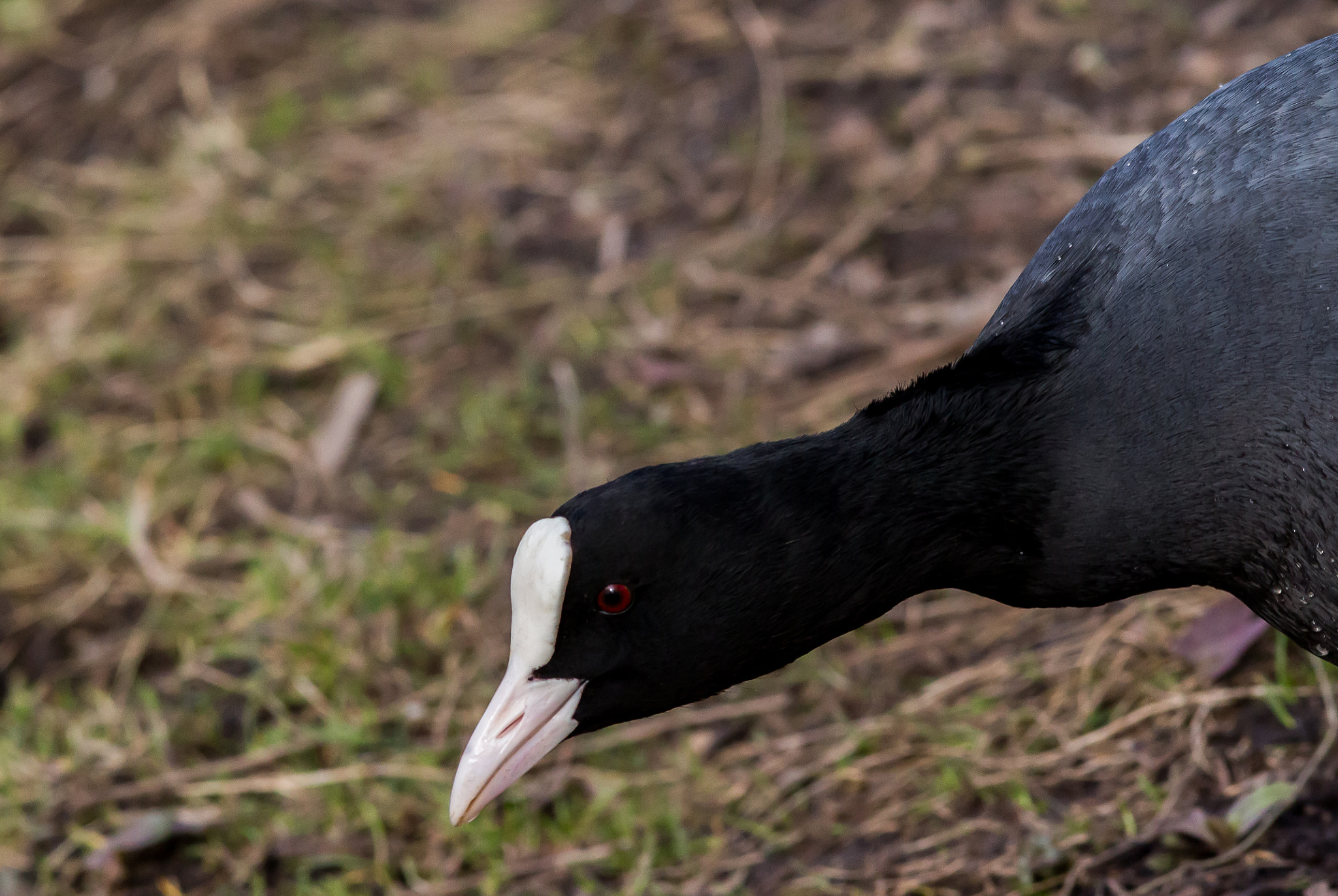 Canon EOS 700D (EOS Rebel T5i / EOS Kiss X7i) + Canon EF 300mm F4L IS USM sample photo. Coot photography