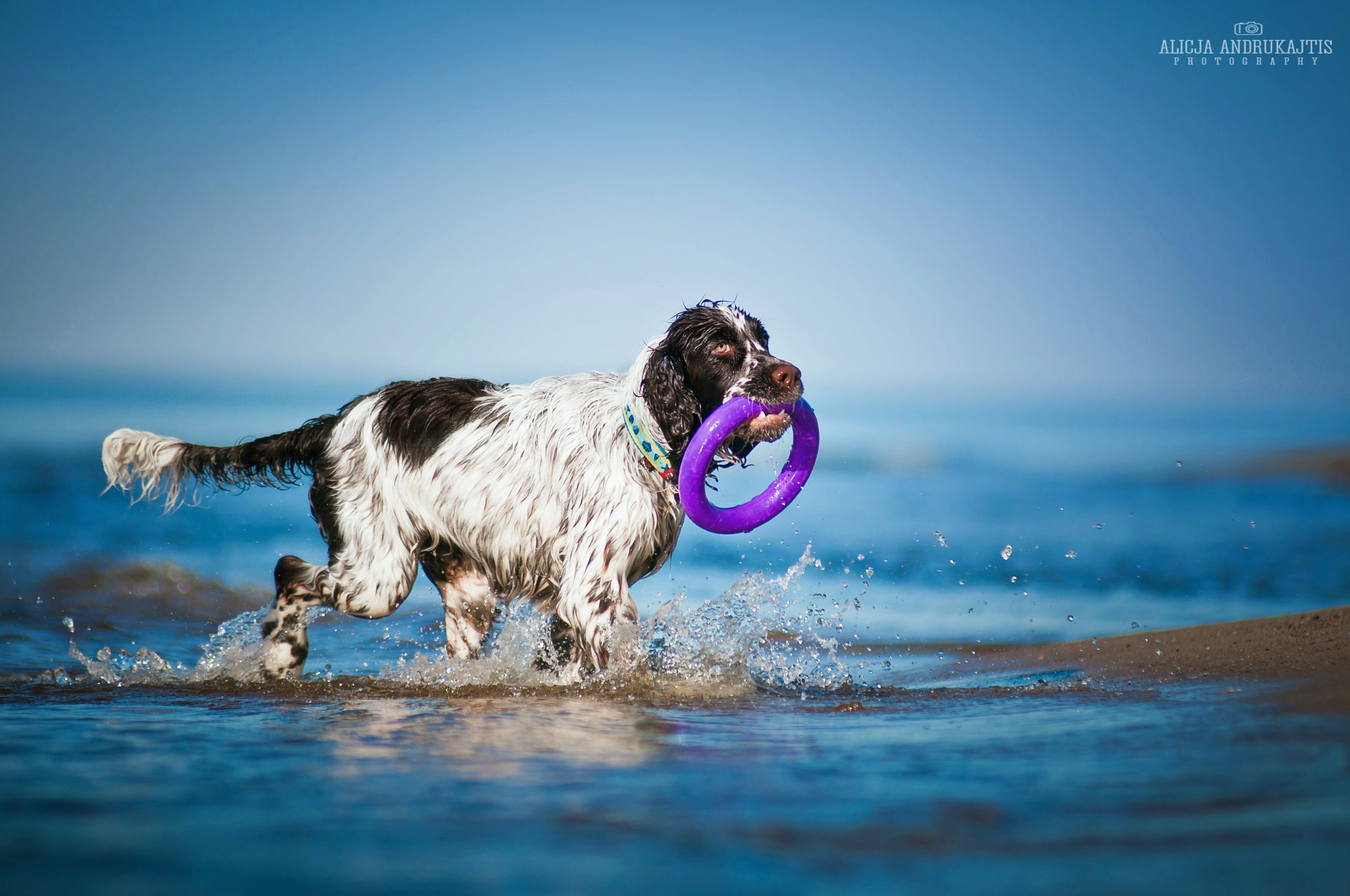 AF Zoom-Nikkor 80-200mm f/2.8 ED sample photo. Happy dog photography