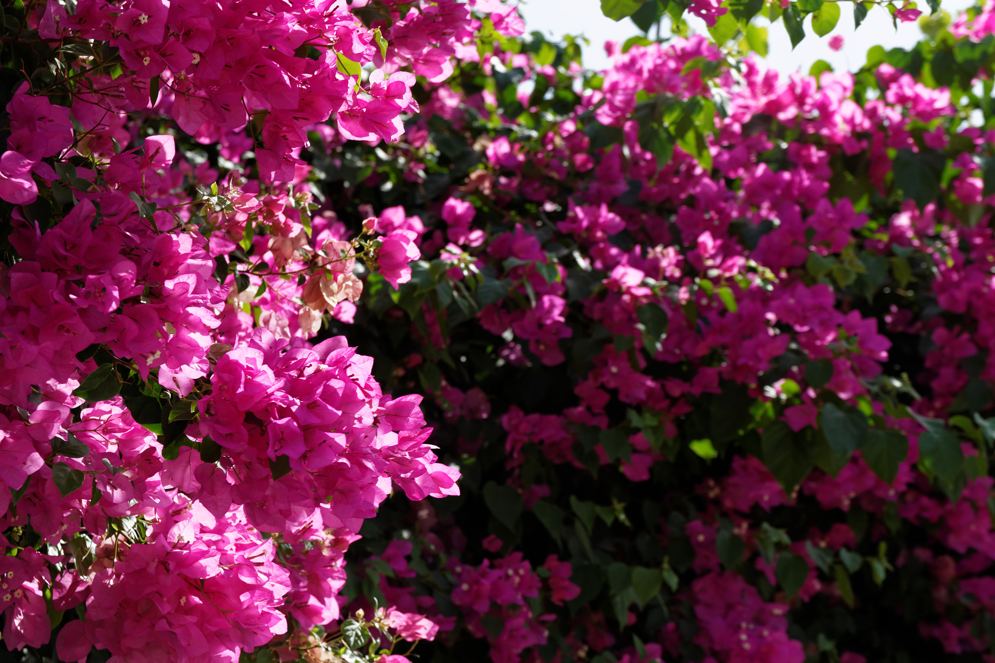 Canon EOS 100D (EOS Rebel SL1 / EOS Kiss X7) sample photo. Tunisia flowers photography