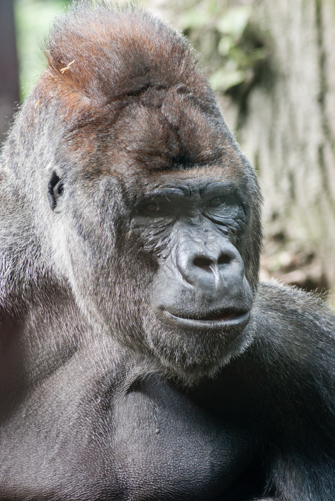 Pentax K10D sample photo. Western lowland gorilla - silverback - portrait photography