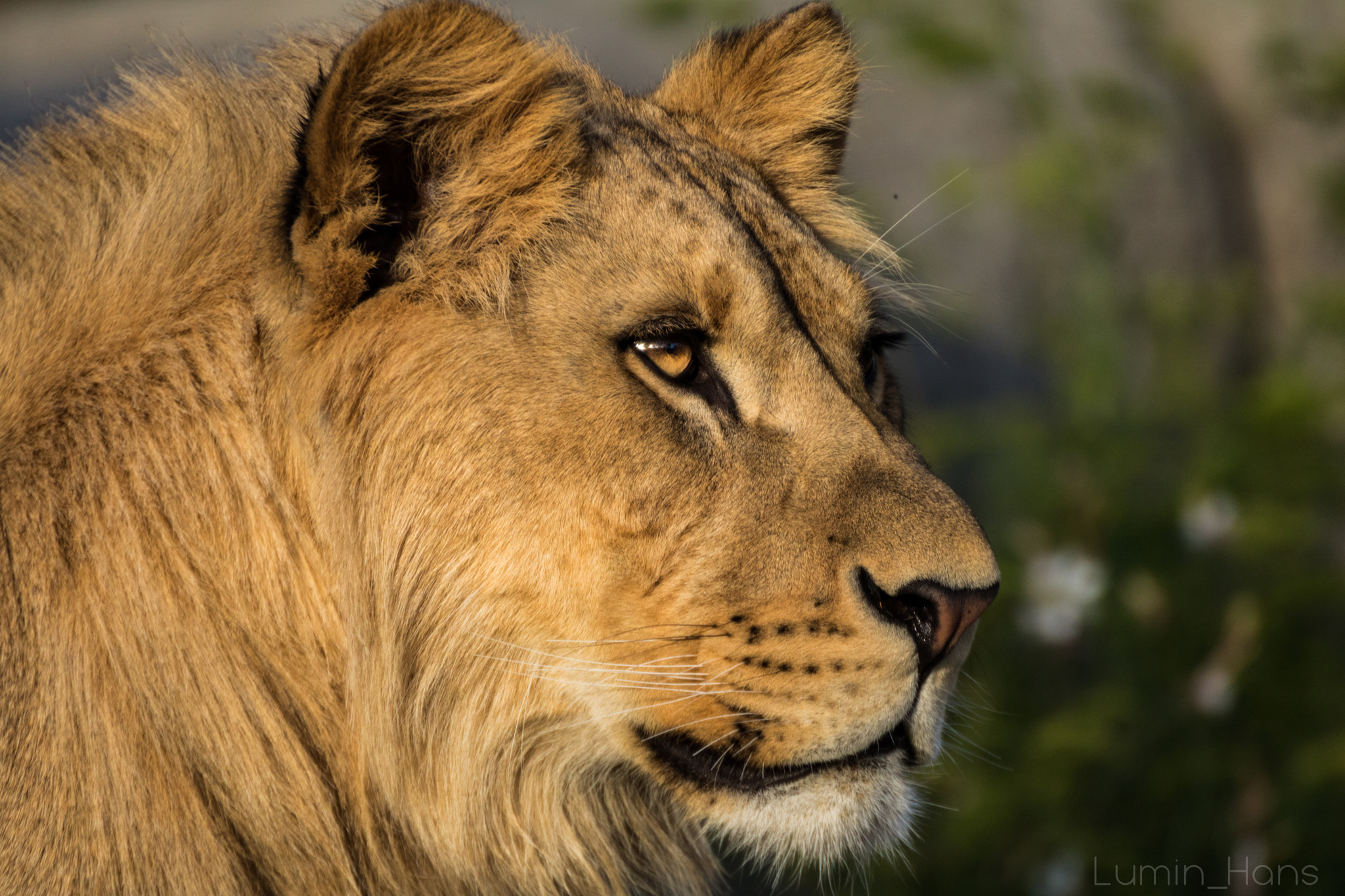 Tamron SP 35mm F1.8 Di VC USD sample photo. Young lion photography