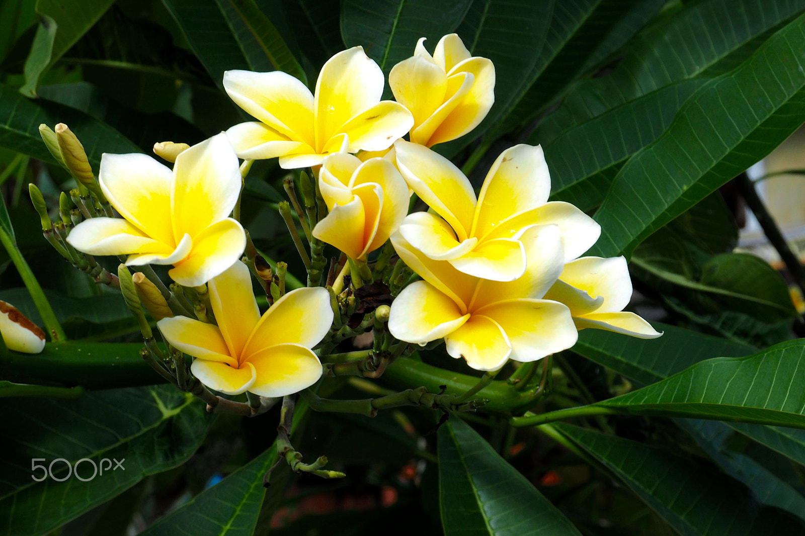 Olympus OM-D E-M1 + OLYMPUS M.12-50mm F3.5-6.3 sample photo. Kemboja flower, bali photography