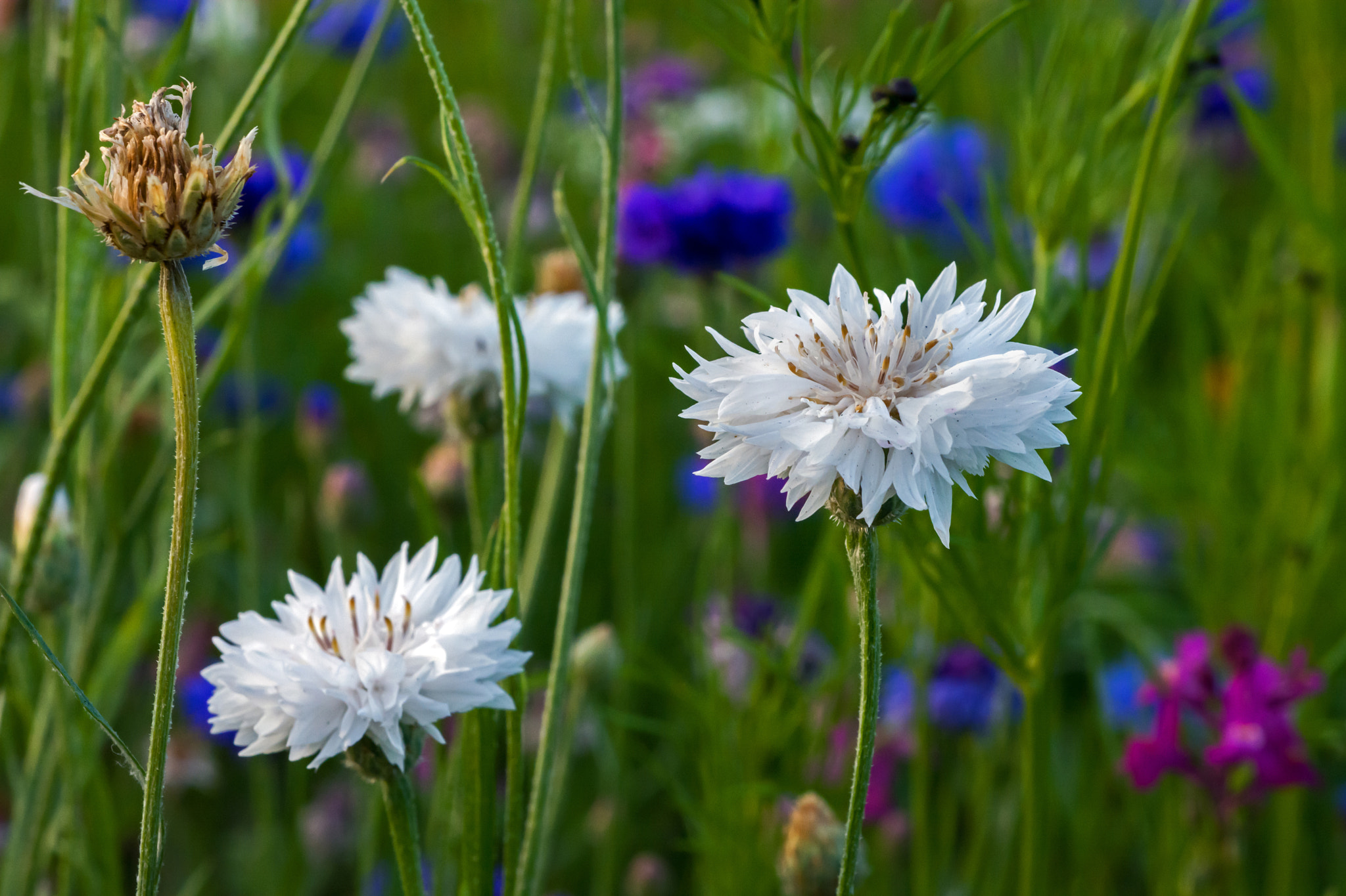 Nikon D7100 + AF Micro-Nikkor 60mm f/2.8 sample photo. A colourful patchwork. photography