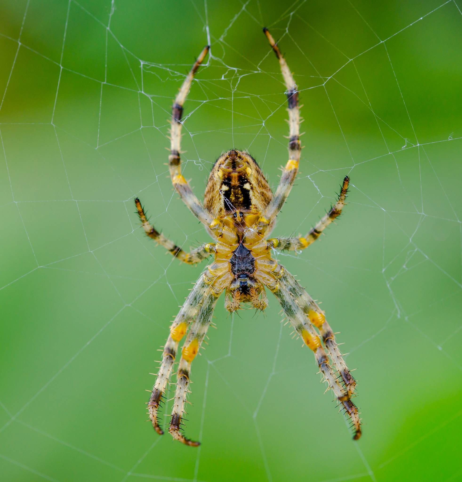 Sony SLT-A58 + 105mm F2.8 sample photo. Spider photography