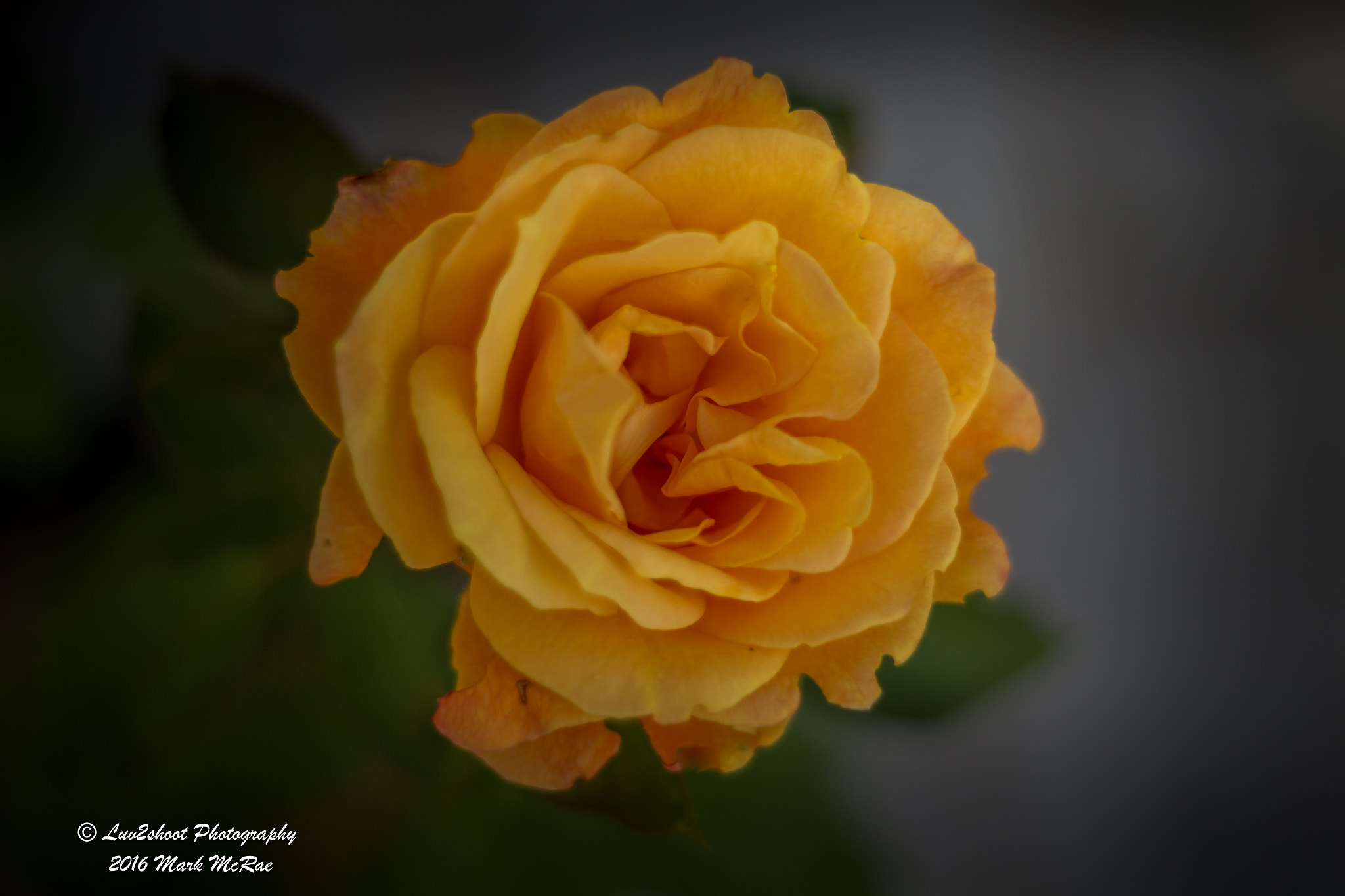 Canon EF 50mm f/1.8 sample photo. Strike it rich photography