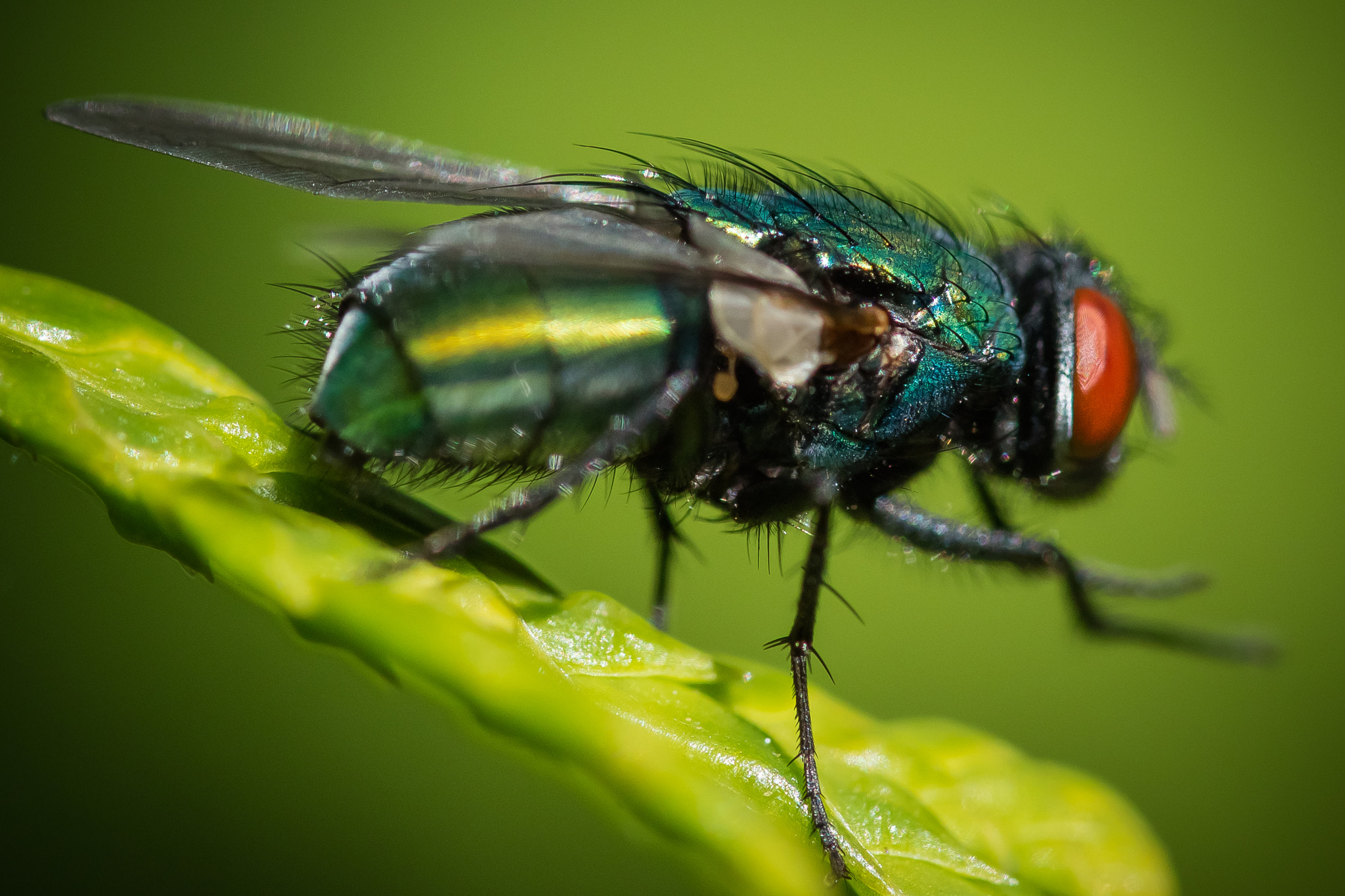 Canon EOS M3 + Canon EF 100mm F2.8L Macro IS USM sample photo. Green fly photography