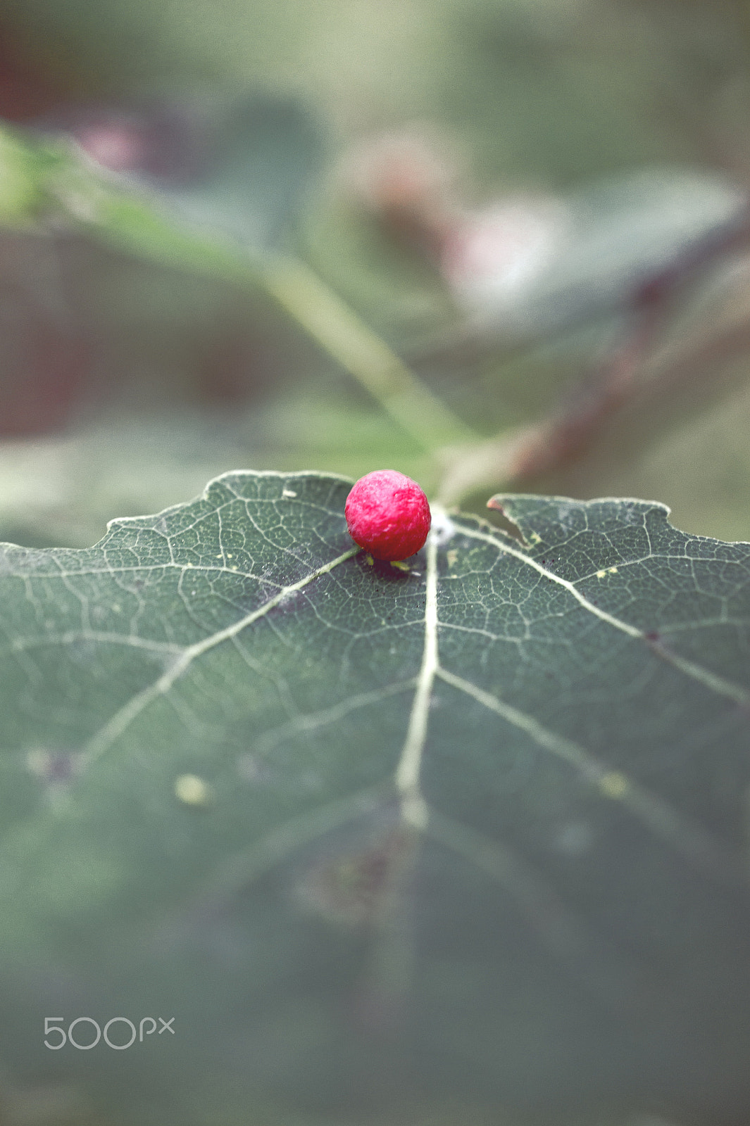 Sony Alpha NEX-5 + Sony E 30mm F3.5 Macro sample photo. Destination photography