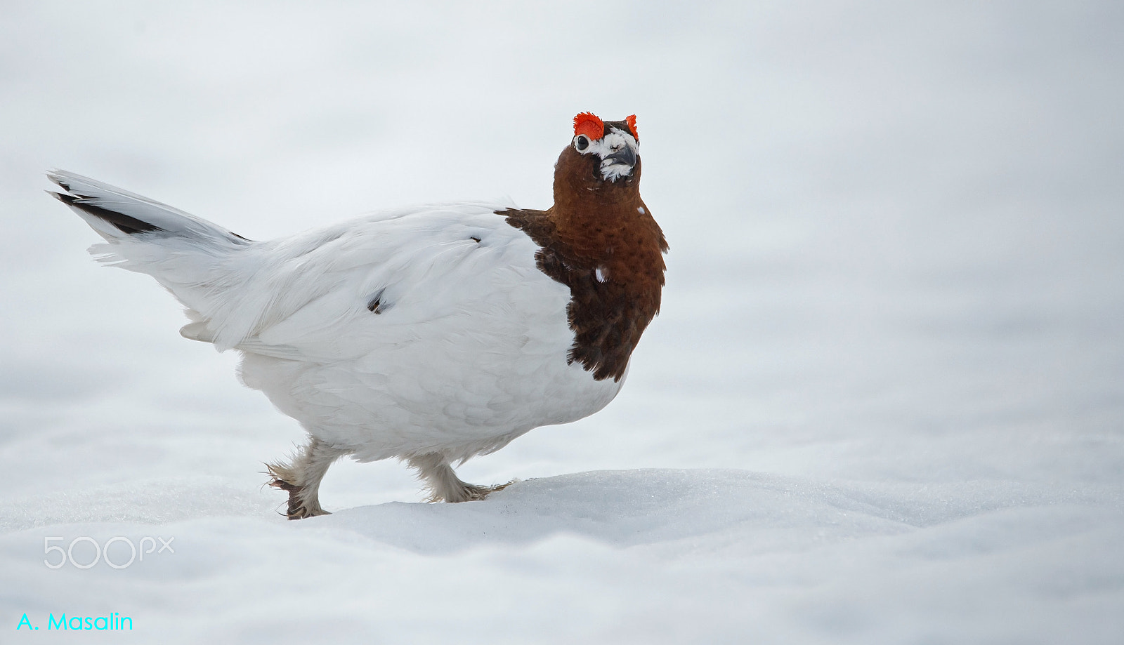 Nikon D600 sample photo. Willow grouse photography