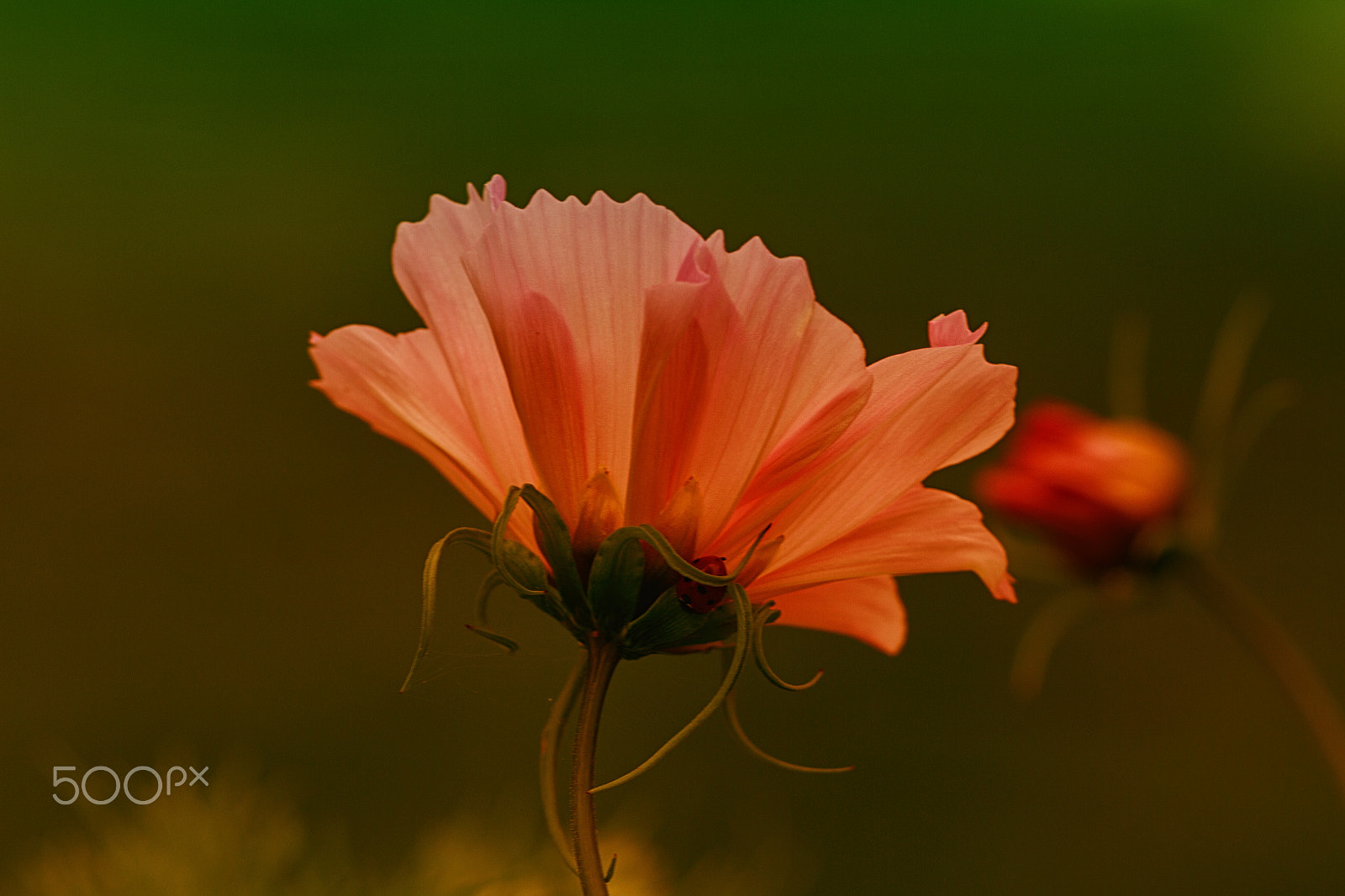 Sigma APO Macro 150mm f/2.8 EX DG HSM sample photo. Backlight photography