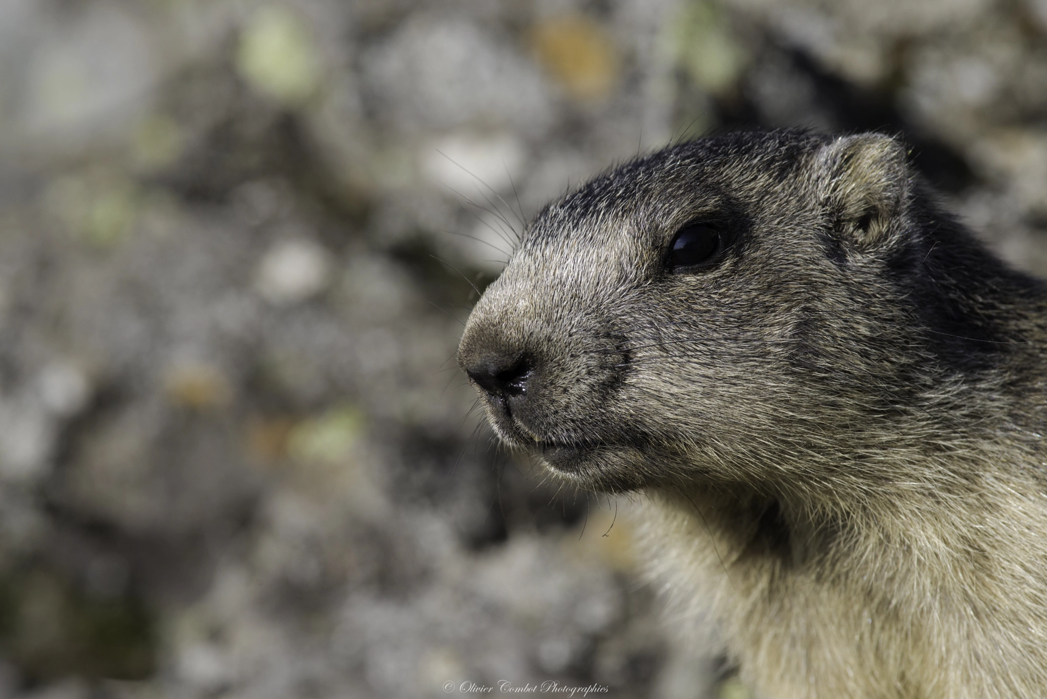 Pentax smc DA* 300mm F4.0 ED (IF) SDM sample photo. Marmotton auvergnat photography
