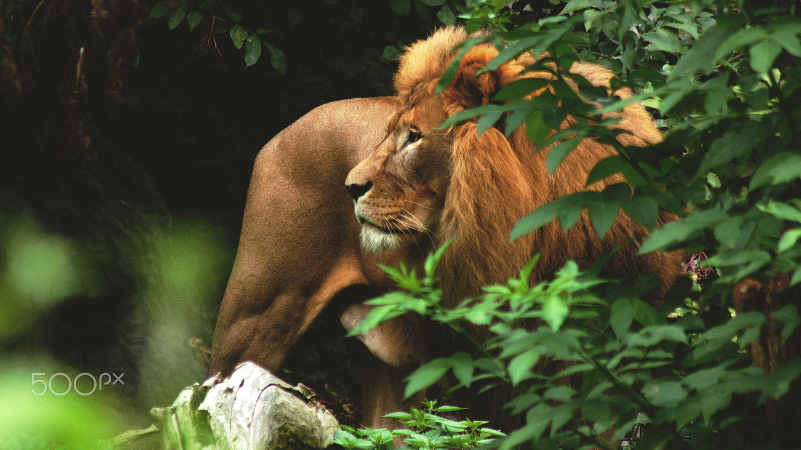 Canon EOS 450D (EOS Rebel XSi / EOS Kiss X2) sample photo. Mufasa, is that you? photography