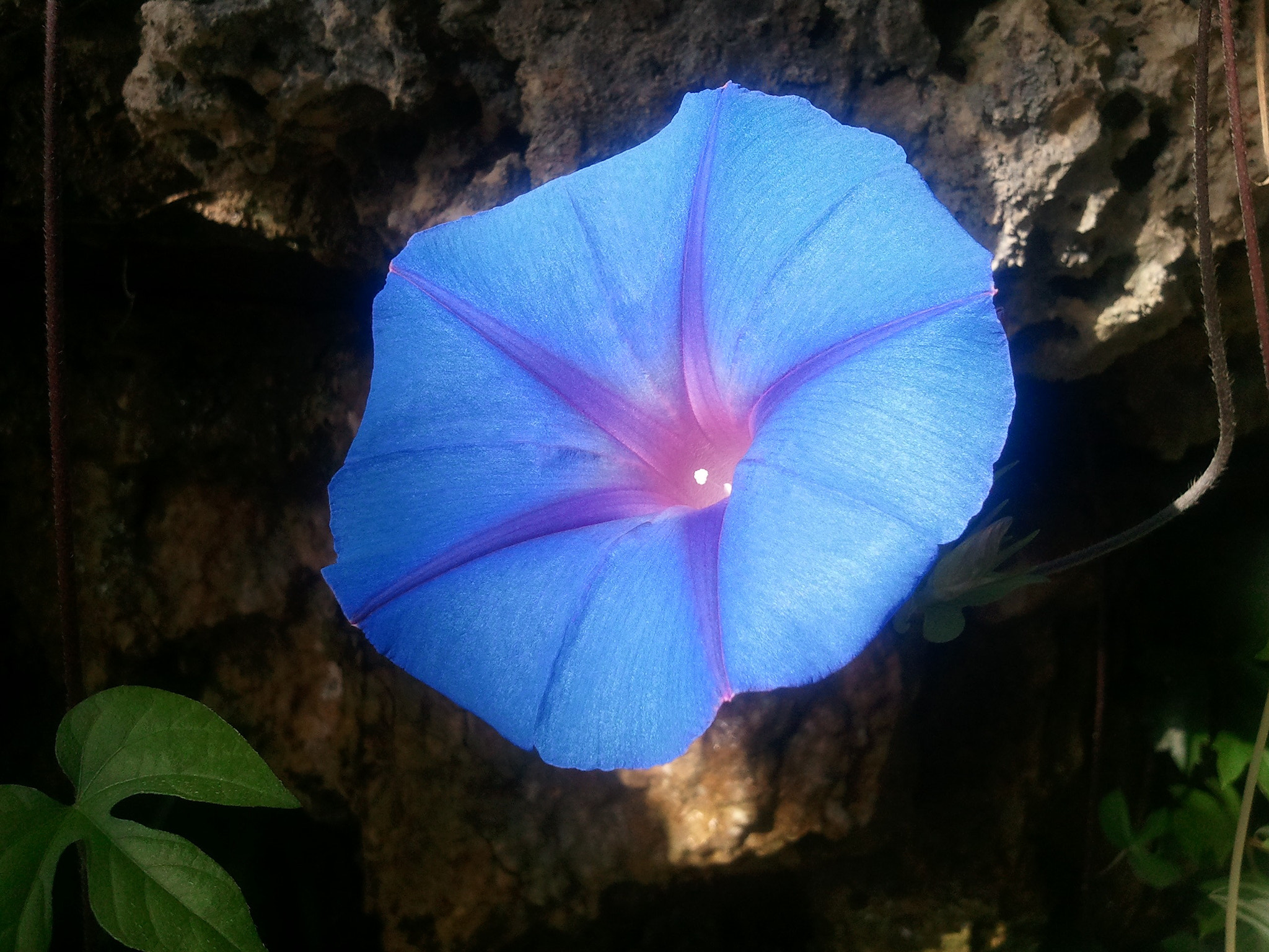 Samsung GT-I8700 sample photo. Blue flower with halo photography