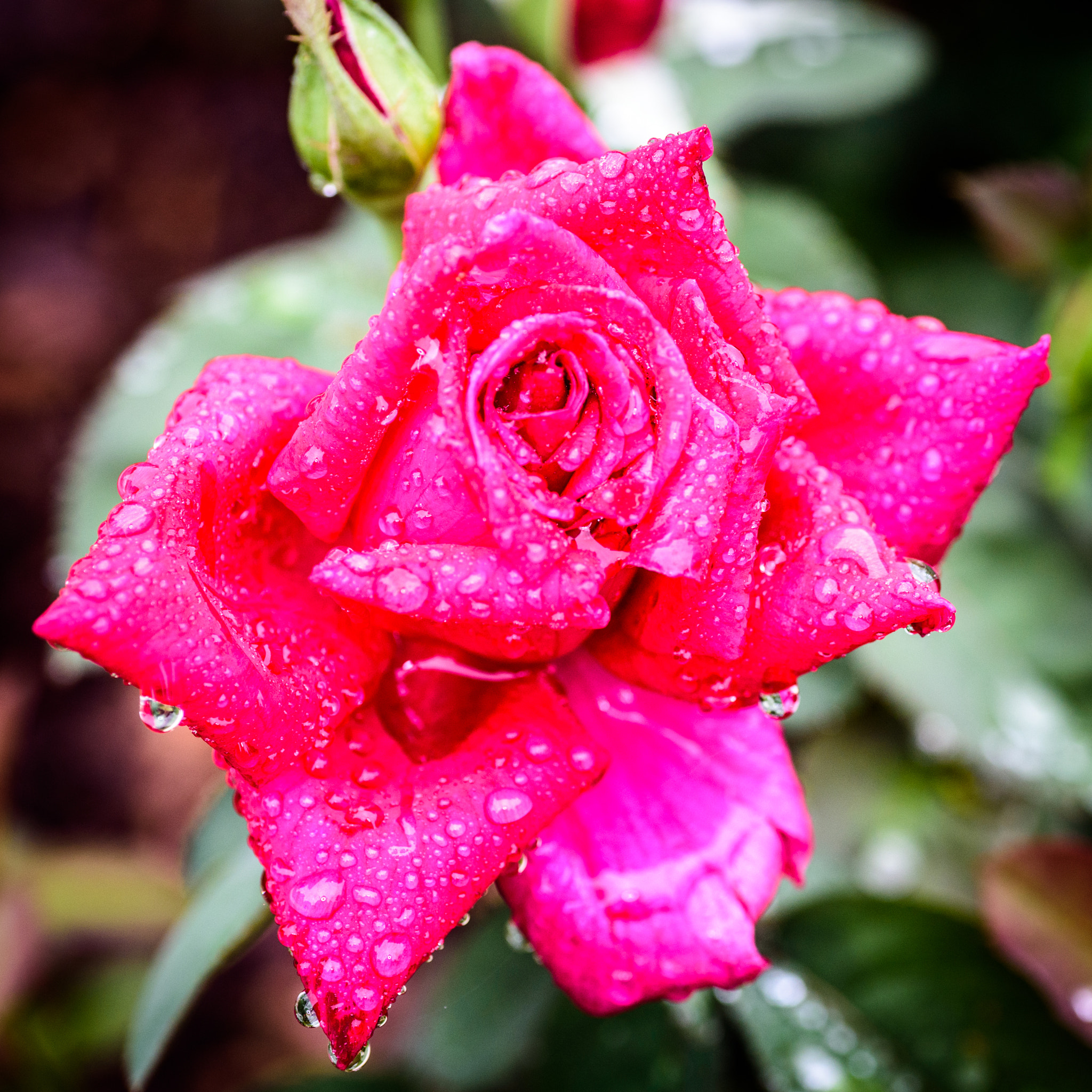 Tamron SP AF 90mm F2.8 Di Macro sample photo. Rose in the rain photography