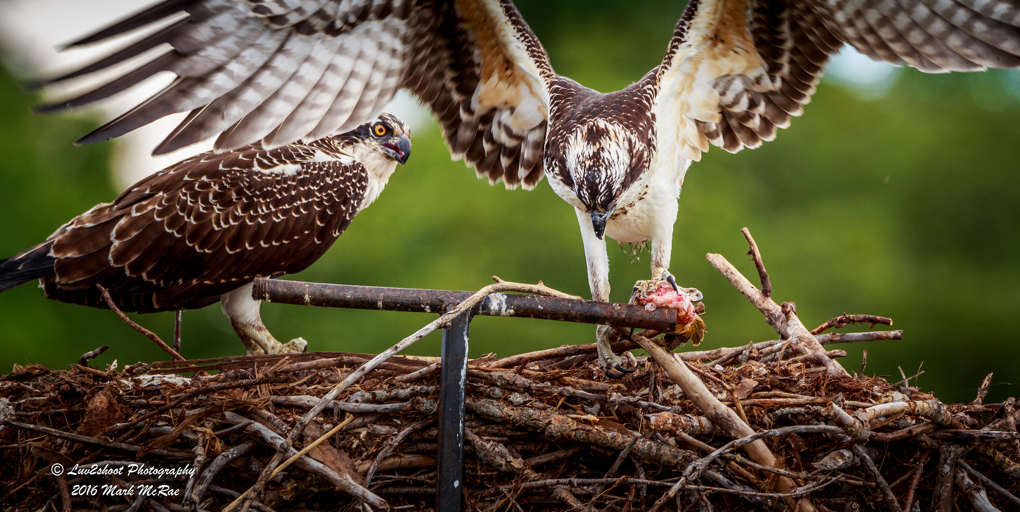 150-600mm F5-6.3 DG OS HSM | Contemporary 015 sample photo. Greedy osprey photography