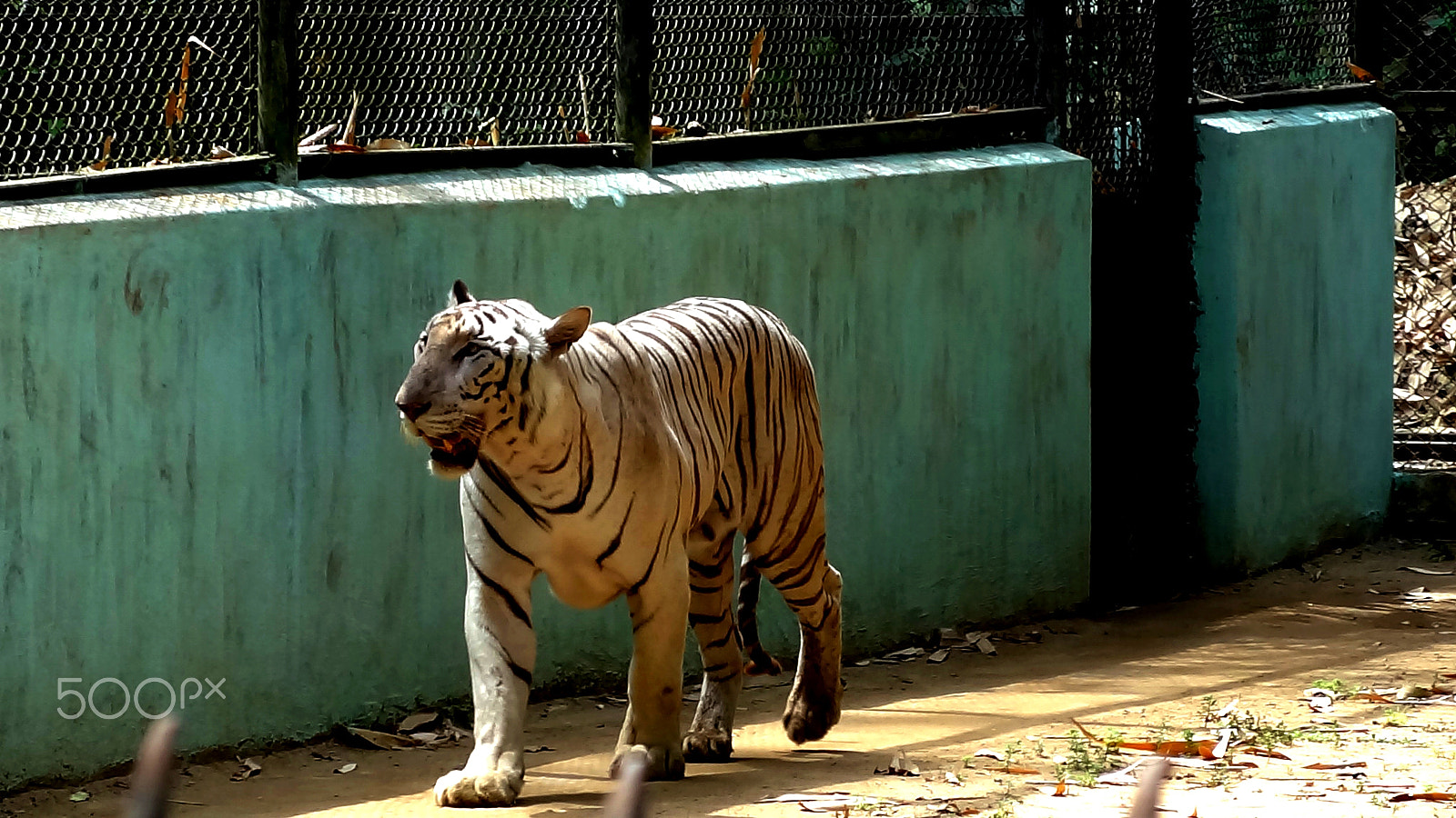 Sony Cyber-shot DSC-HX7V sample photo. White tiger photography
