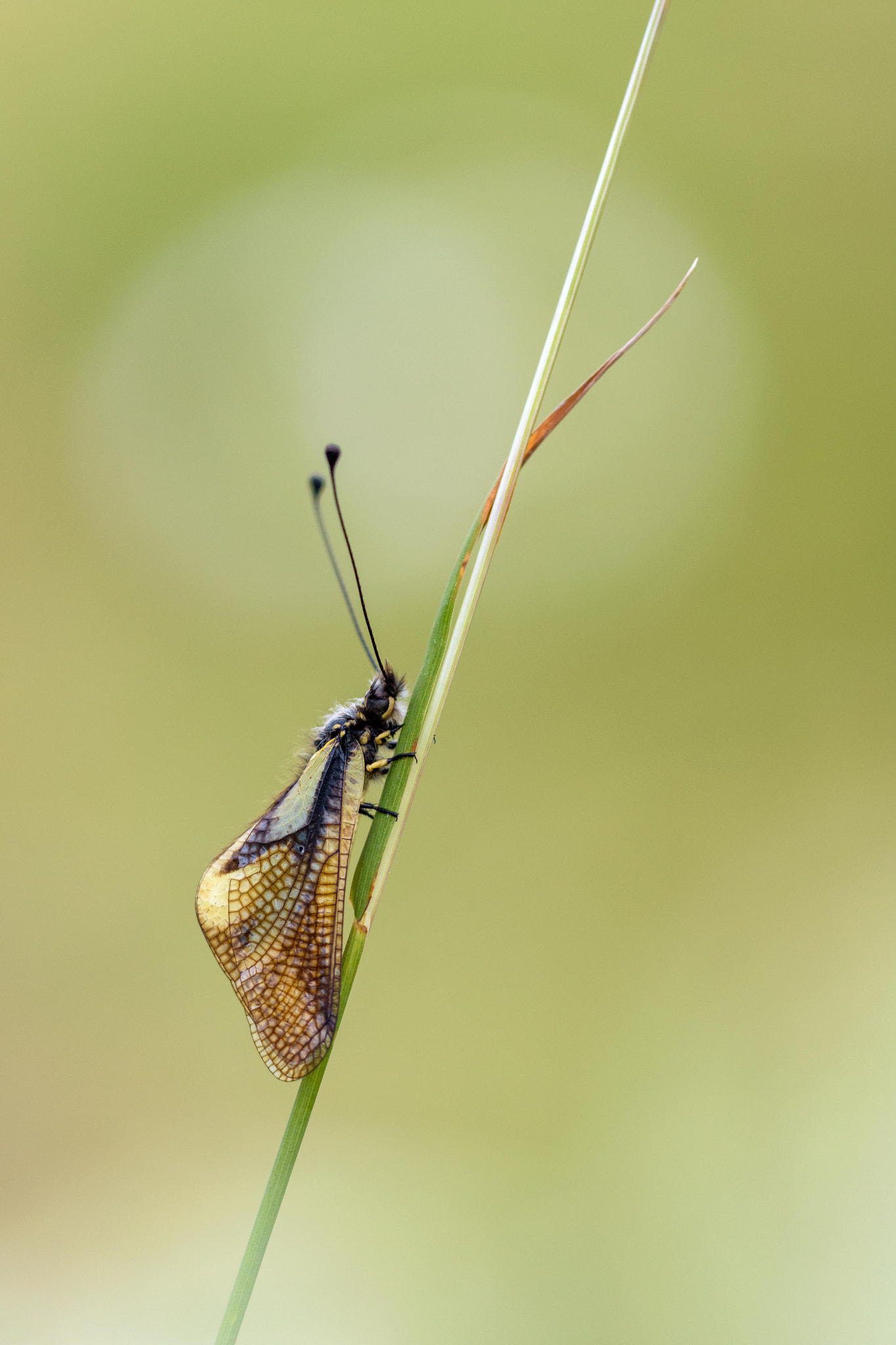Sigma 150mm F2.8 EX DG Macro HSM sample photo. Libelloides coccajus photography