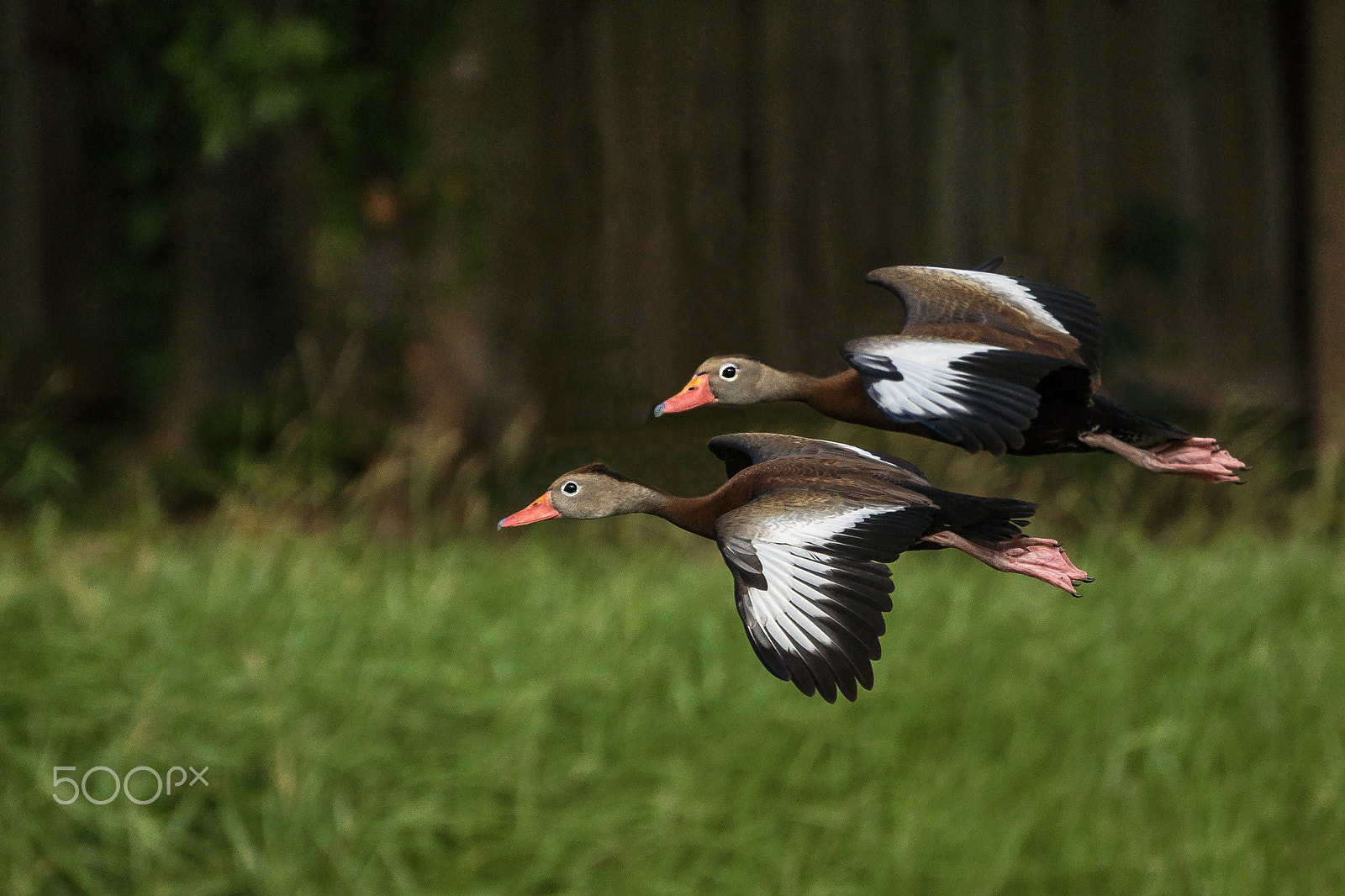 Sony 70-300mm F4.5-5.6 G SSM sample photo. Glimpse photography