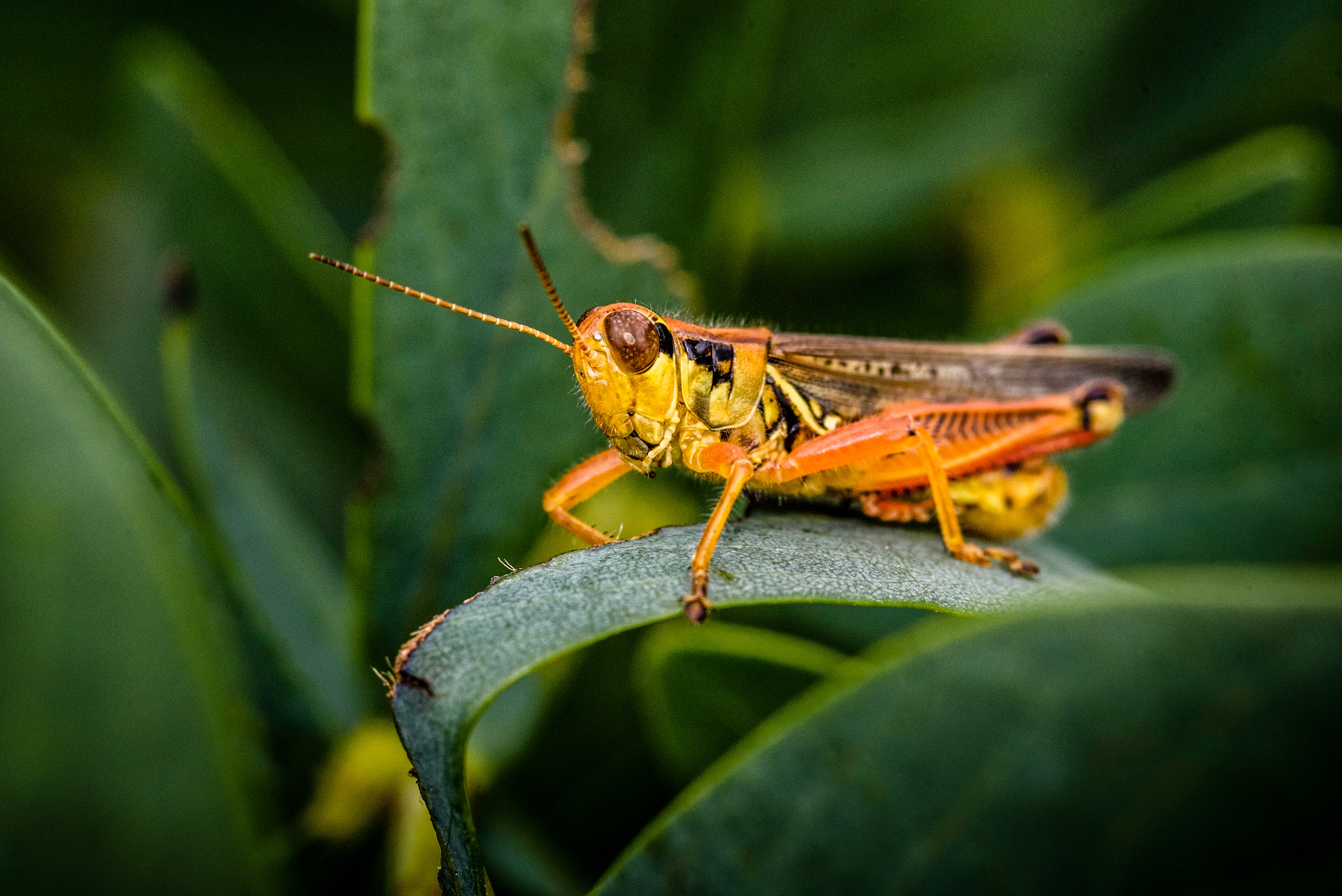 Nikon D750 + AF Micro-Nikkor 105mm f/2.8 sample photo. Yellow grasshopper photography