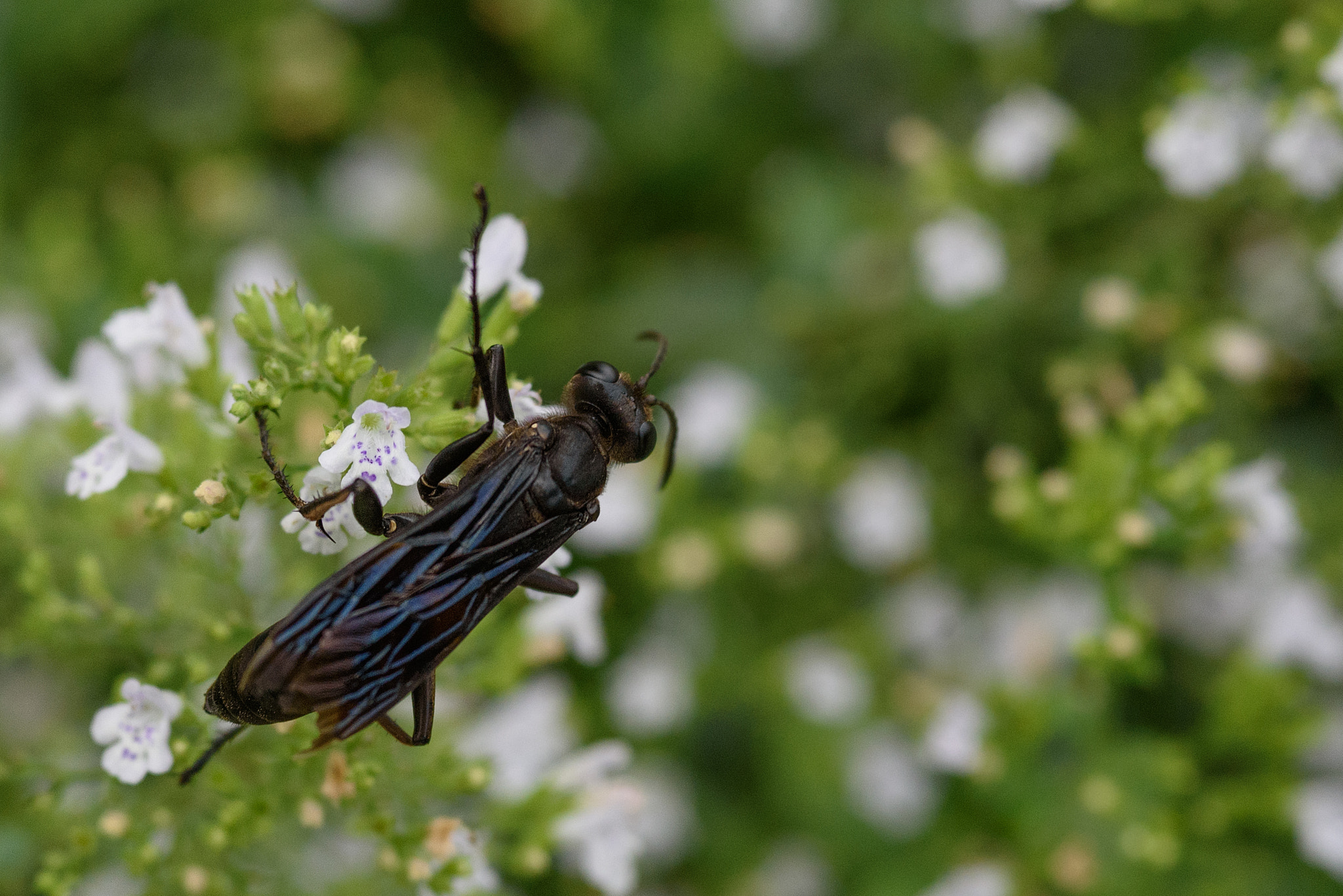 AF Micro-Nikkor 105mm f/2.8 sample photo. Black wasp photography