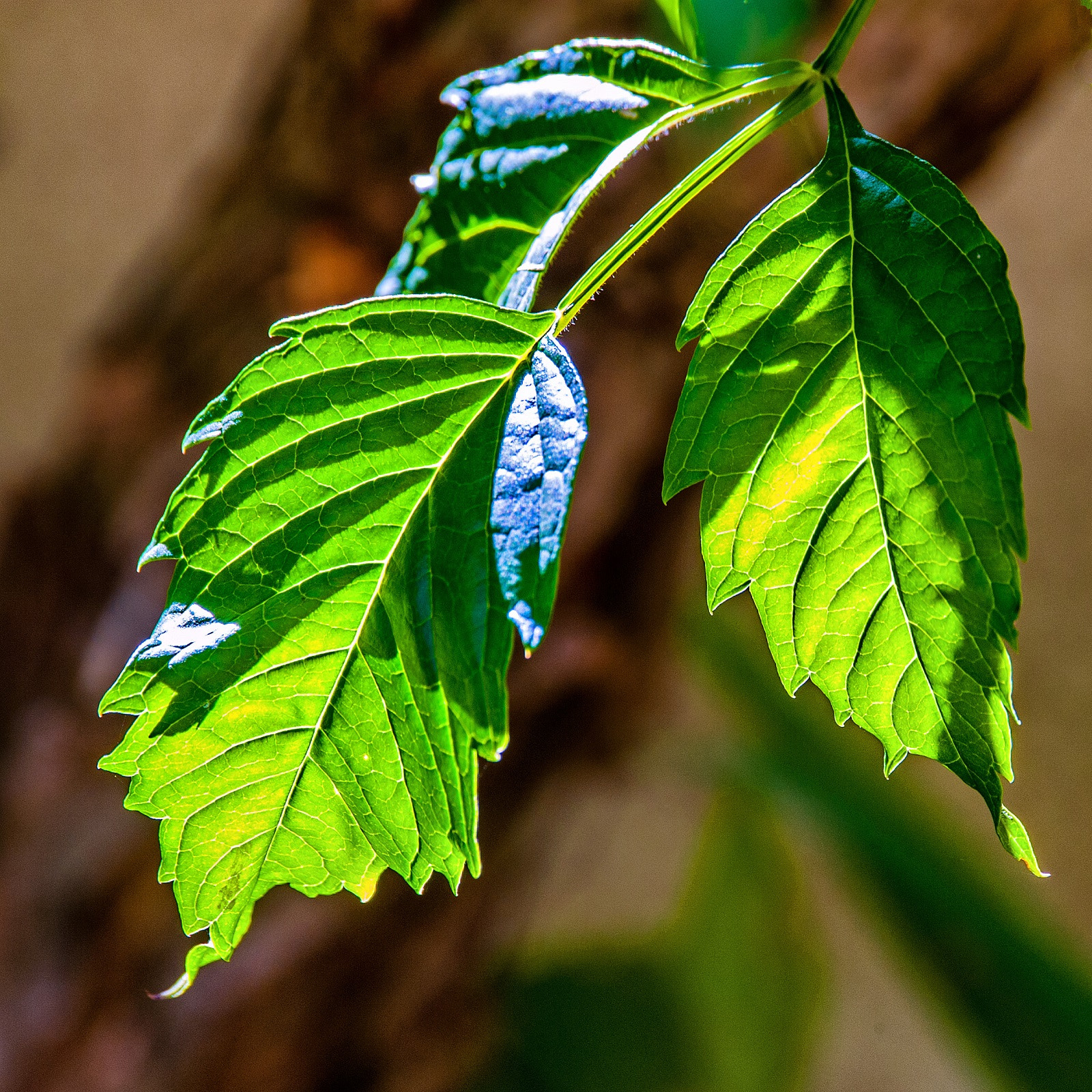 Sigma 150-600mm F5-6.3 DG OS HSM | C sample photo. Backlit leaves photography