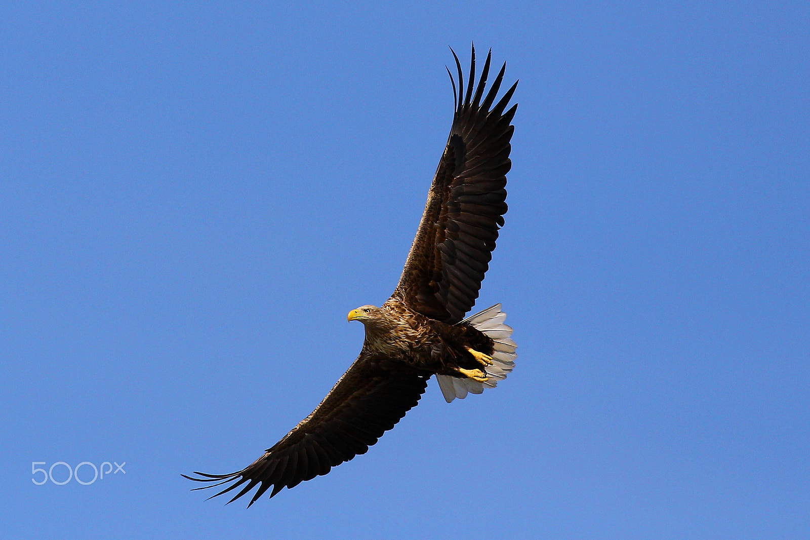 Canon EF 400mm F2.8L IS USM sample photo. On my wing photography