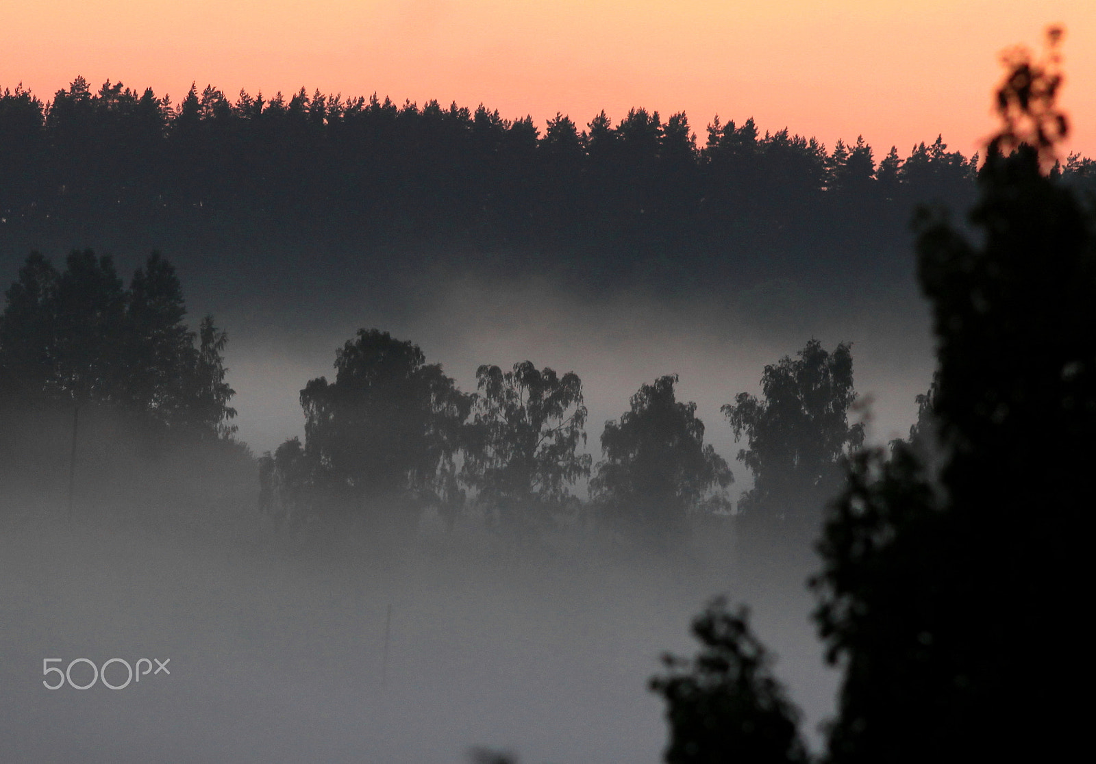 Canon EF200mm f/2.8L USM sample photo. Tree photography