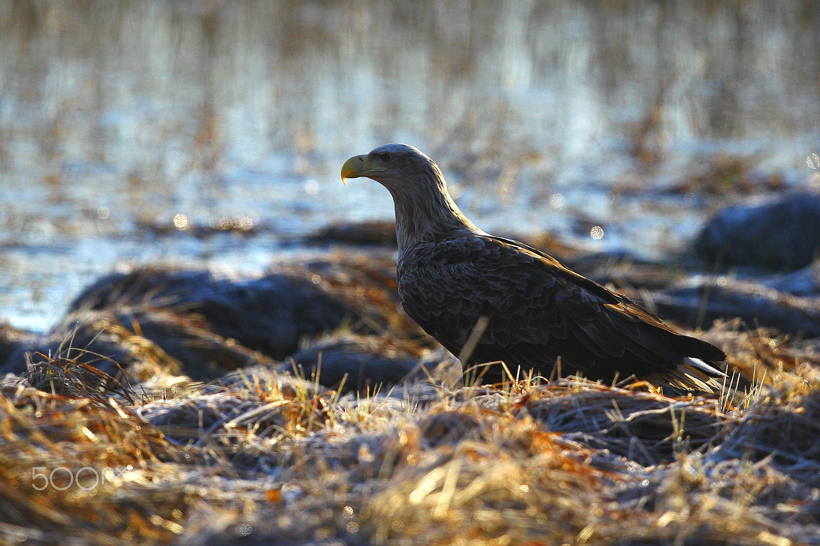 Canon EOS-1D Mark IV + Canon EF 400mm F2.8L IS USM sample photo. White tailed eagle add male photography