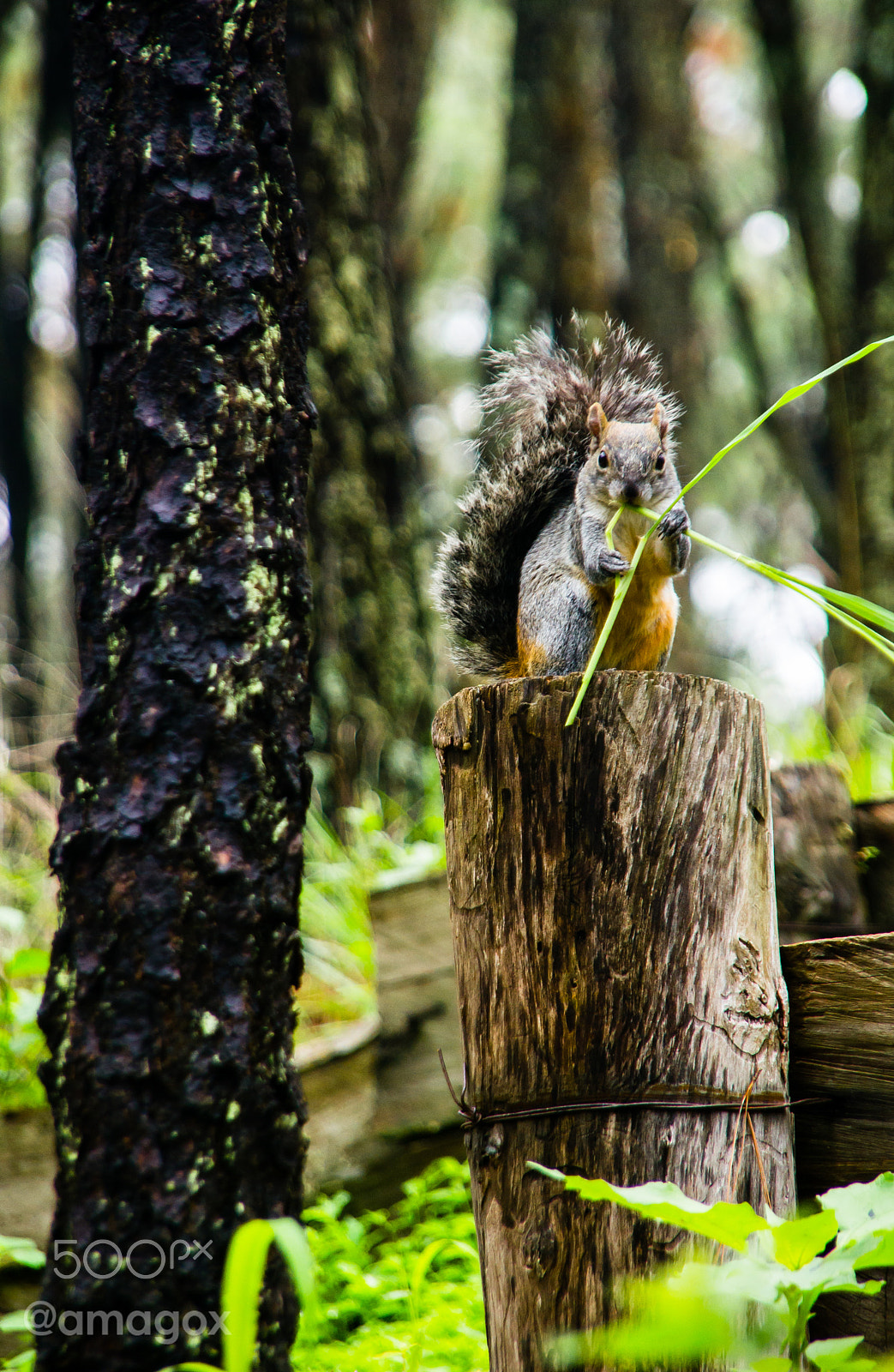 Sony SLT-A57 + Sigma 18-200mm F3.5-6.3 DC sample photo. What are you looking at? photography