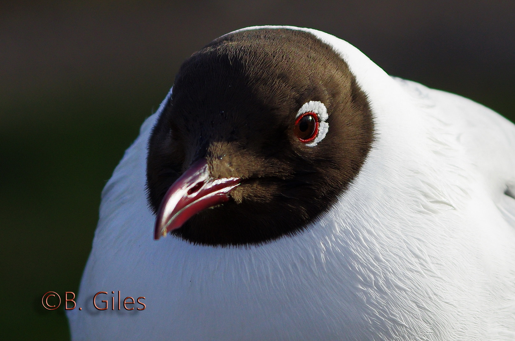 Pentax K-5 IIs + Pentax smc DA* 60-250mm F4.0 ED (IF) SDM sample photo. Black-headed gull portrait photography