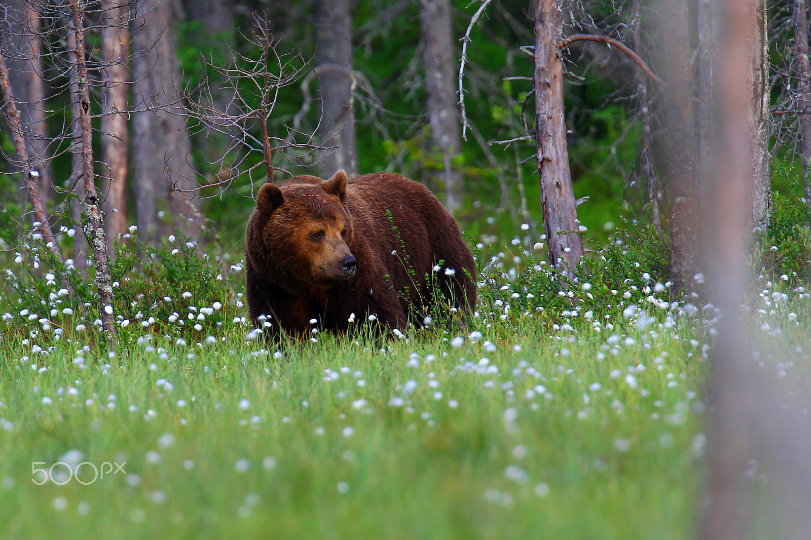 Canon EF 400mm F2.8L IS USM sample photo. Brown bear in summer photography