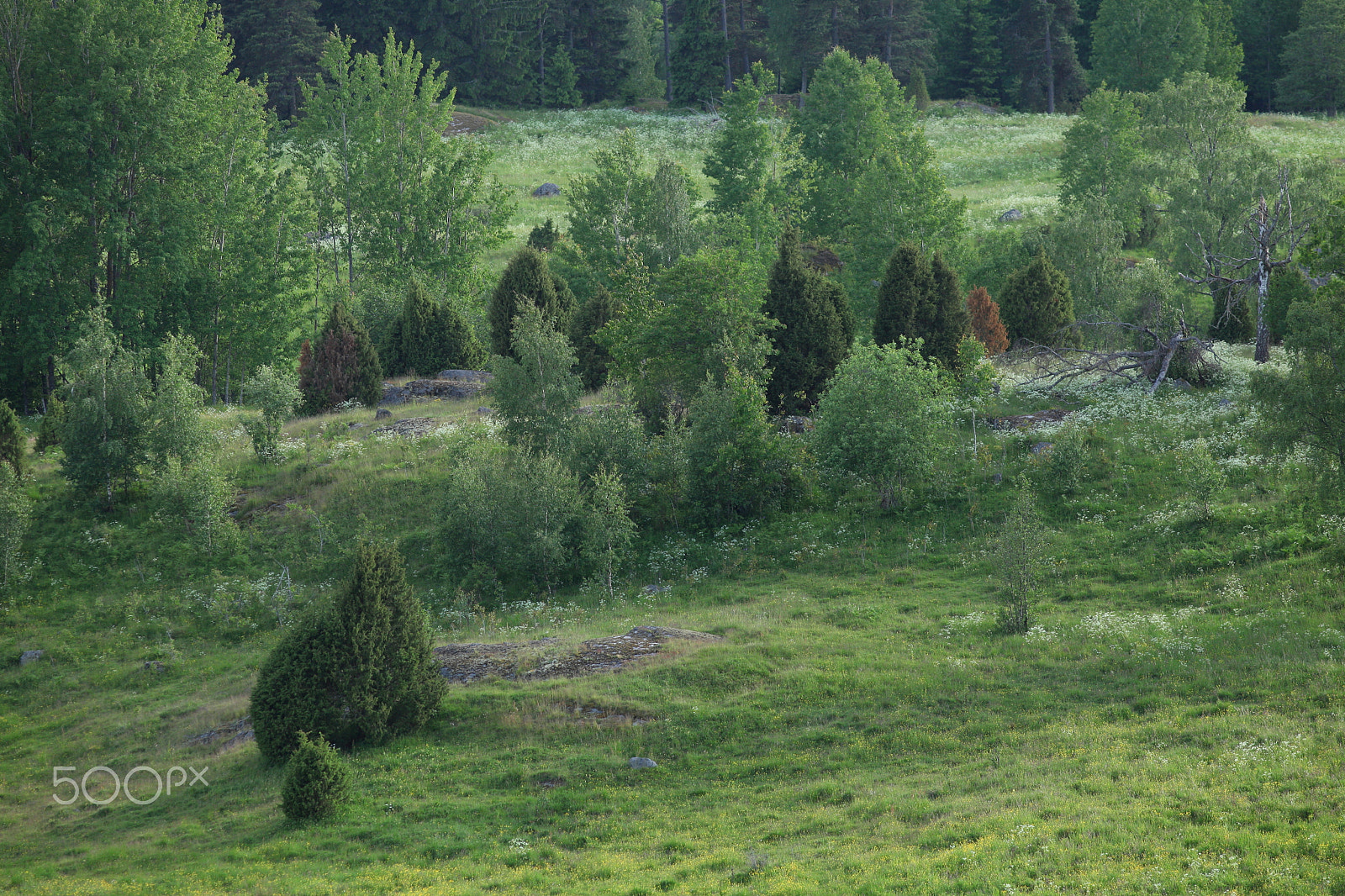 Canon EF200mm f/2.8L USM sample photo. Summer hage in sweden photography